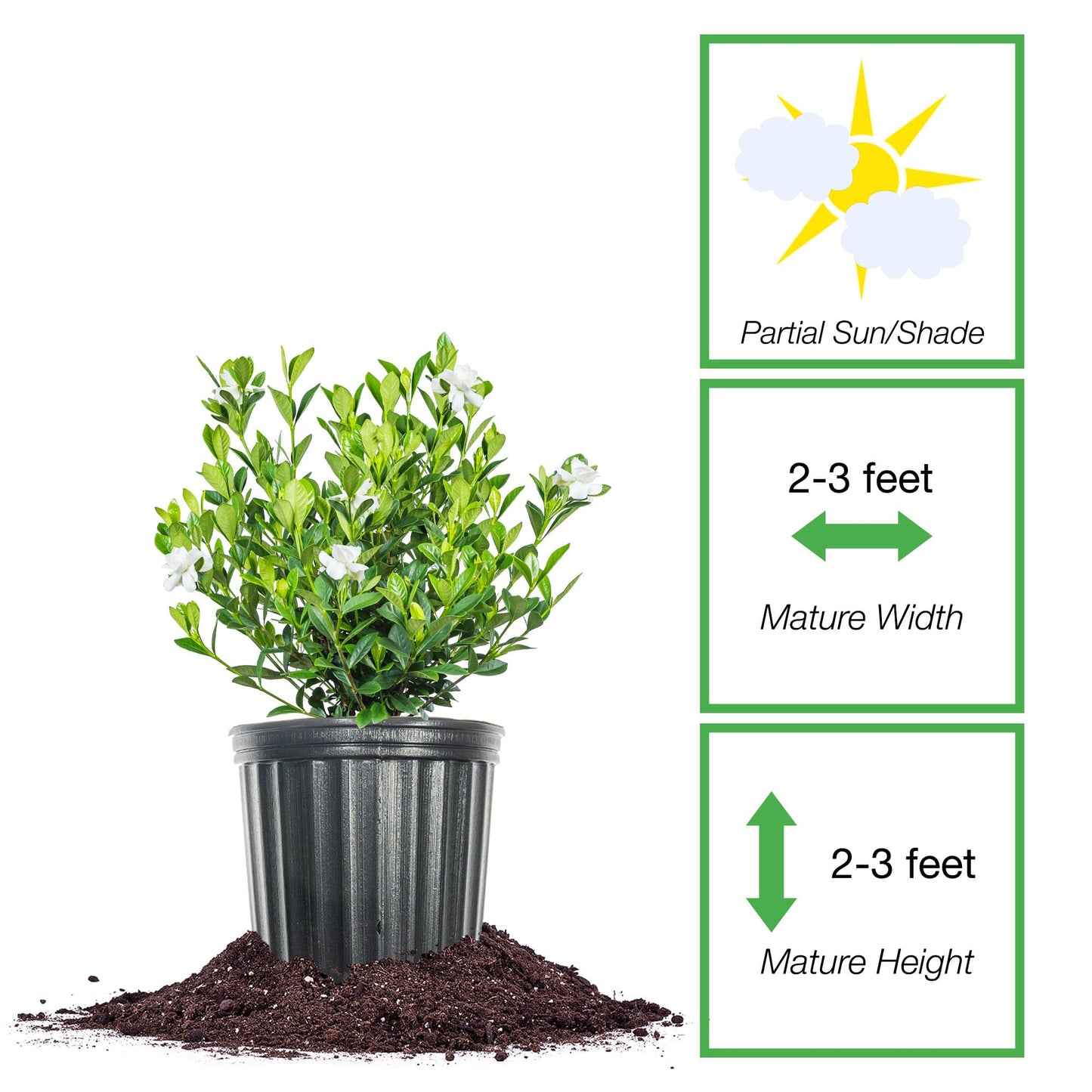 Perfect Plants Buttons Gardenia Shrub 1 Gallon | Live Plant for Landscaping | Fragrant White Flowers