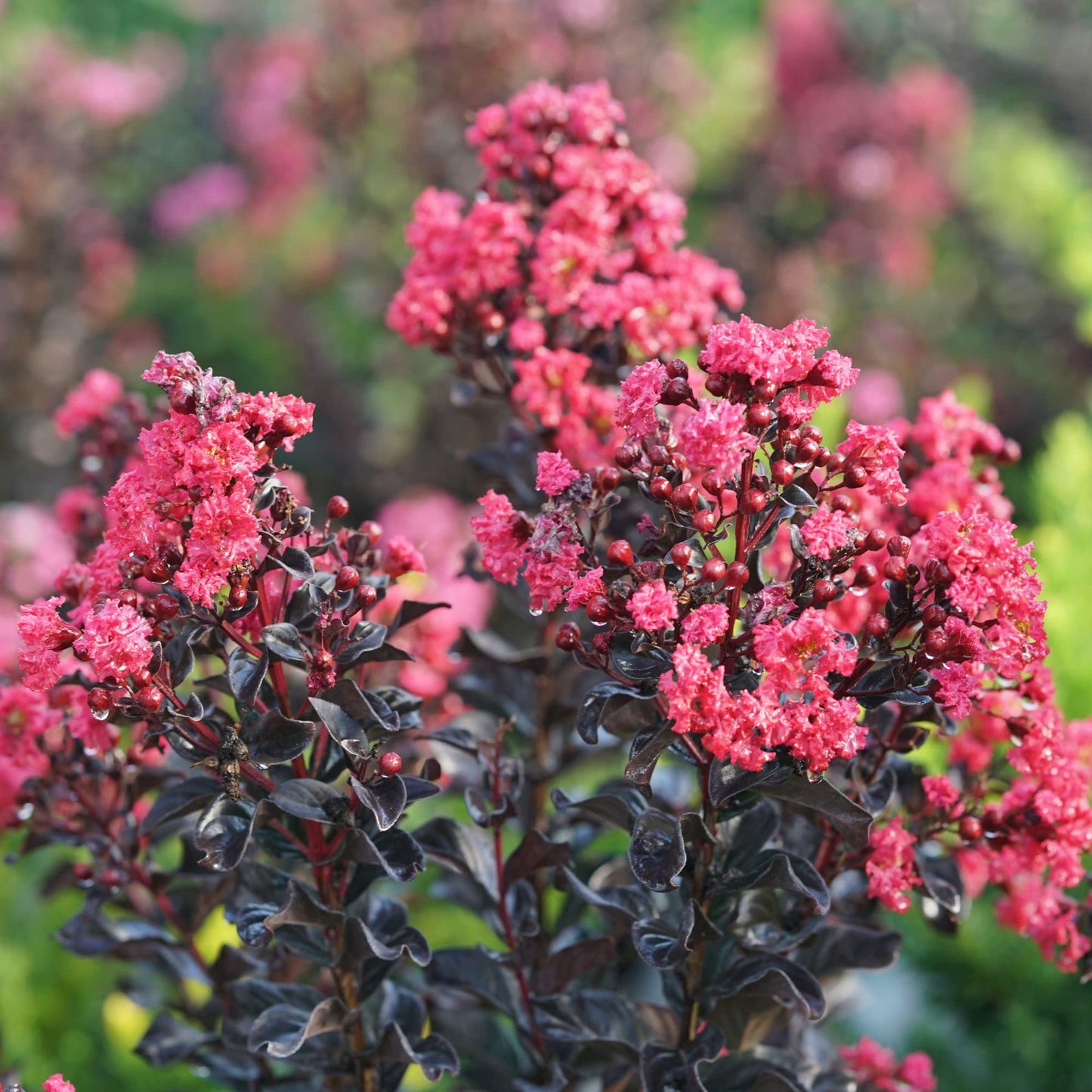 Proven Winners Center Stage Pink Crapemyrtle (Lagerstroemia Indica) Live Plant, 4.5" Qt