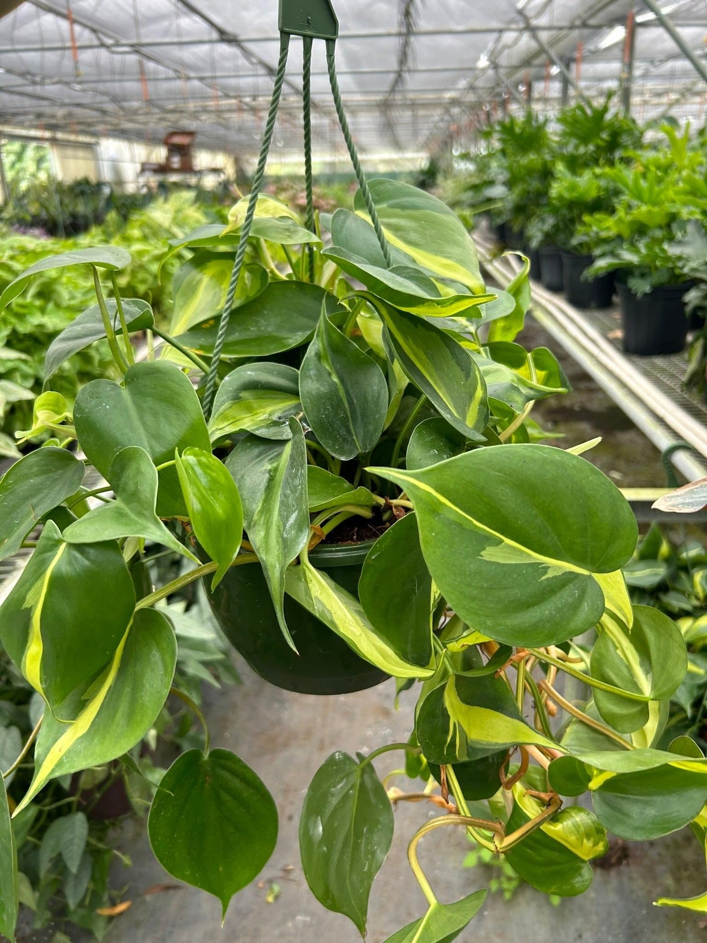 Philodendron 'Brazil' | Live Plant for Indoor & Outdoor | for Living Room, Office, Bathroom | (4" Pot)