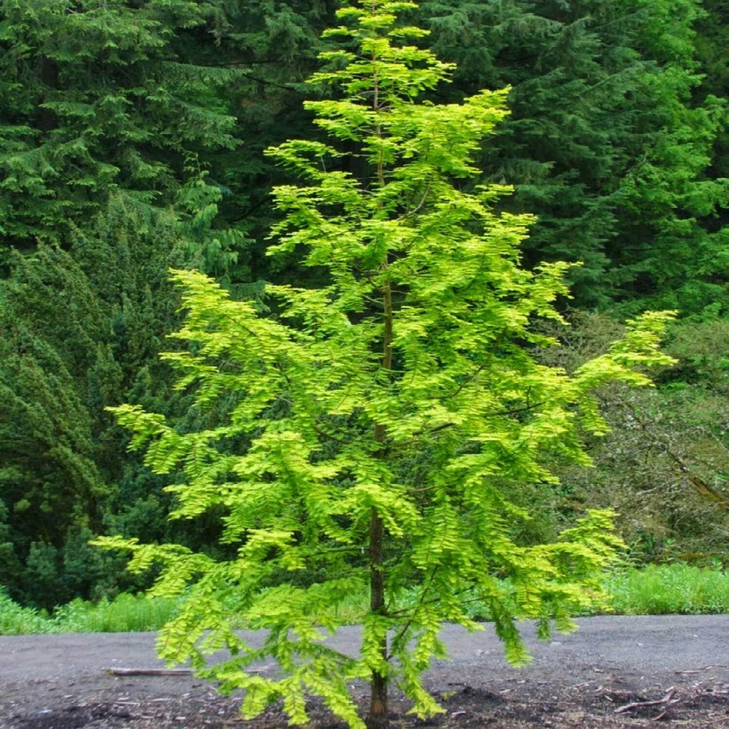 Live Plant - 2 Dawn Redwood Trees - Live Potted Plants - 8-12" Tall Seedlings