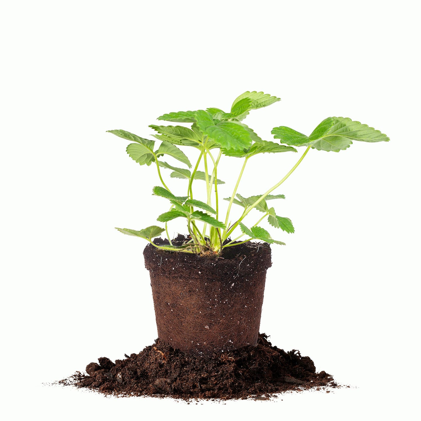 Perfect Plants Eversweet Everbearing Strawberry 1 Gallon | Live Fruit Bush for Sweet Berries All Summer Long | Perfect for Home Gardens
