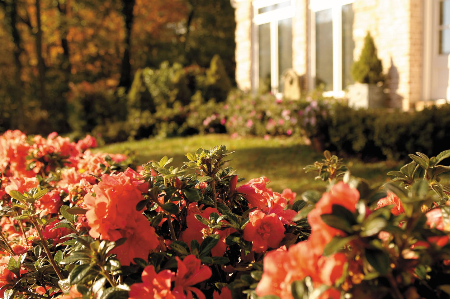 Encore Azalea Autumn Monarch (2 Gallon) Orange - Pink Flowering Shrub - Full Sun Live Outdoor Plant