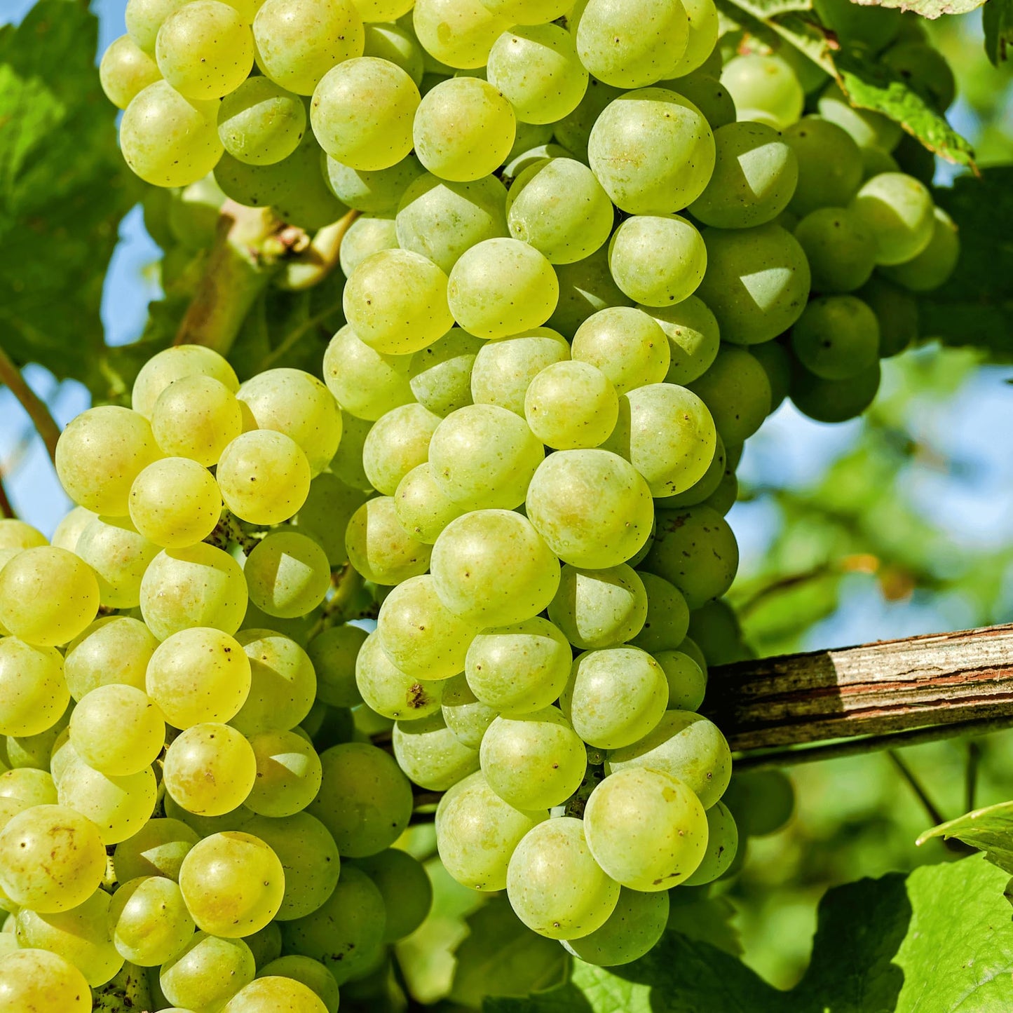 Himrod Seedless Bare Root Grape Vine - Honey-Sweet Green Table Grape! 1-Year Old Plant with Free Vine Support Included from Hand Picked Nursery (1)