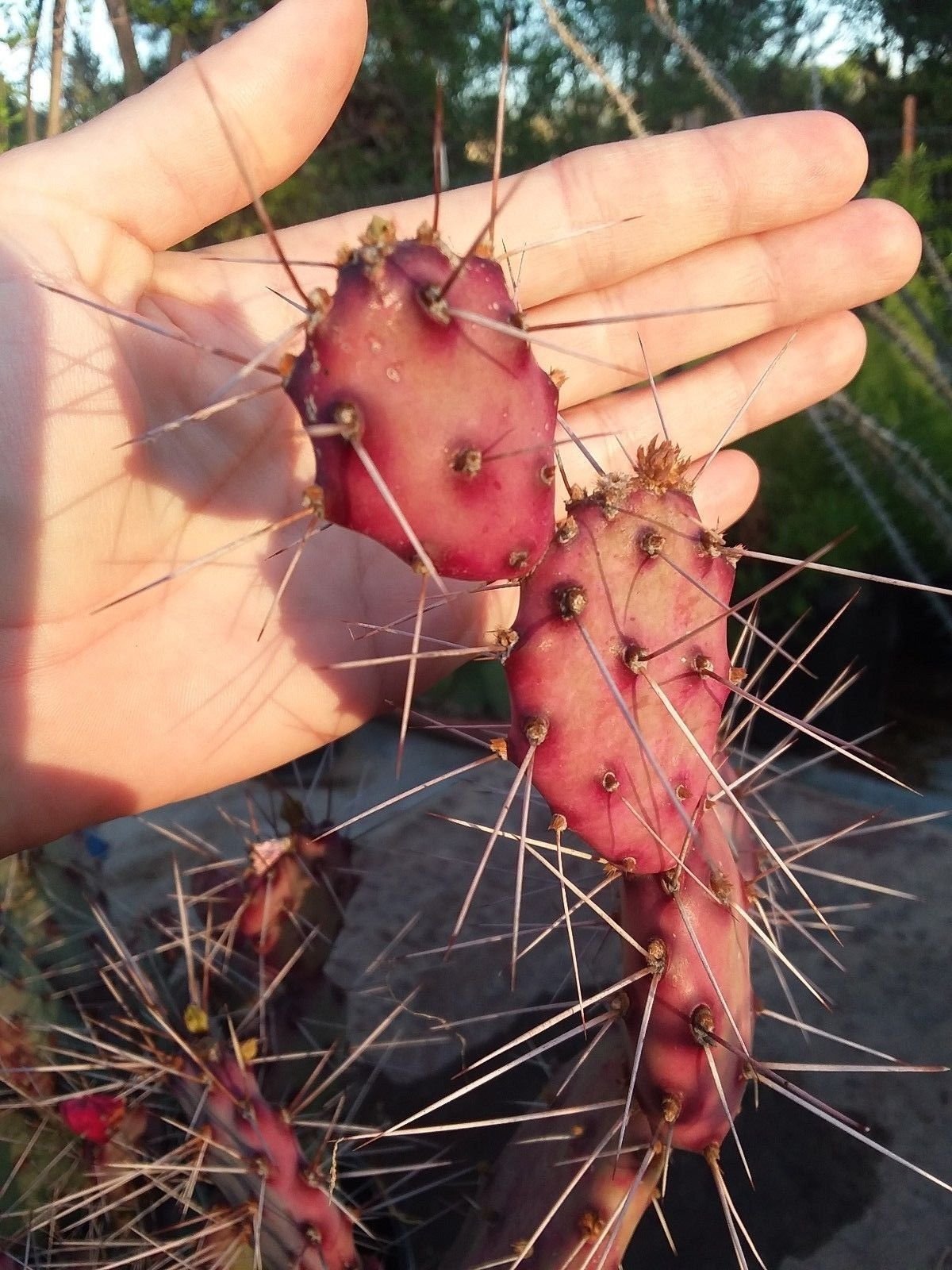 1 Cutting,"Mini" Opuntia macrocentra, Purple & Green, Small Prickly pear Cactus