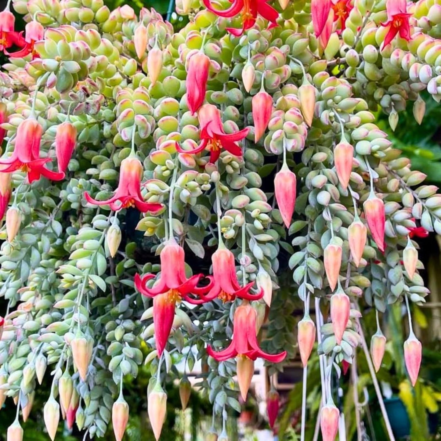 Cotyledon Pendens Succulent Live Plant, Trailing Succulent Plant Live Houseplant in 2 Inch Pot, Small Succulent Live Plant