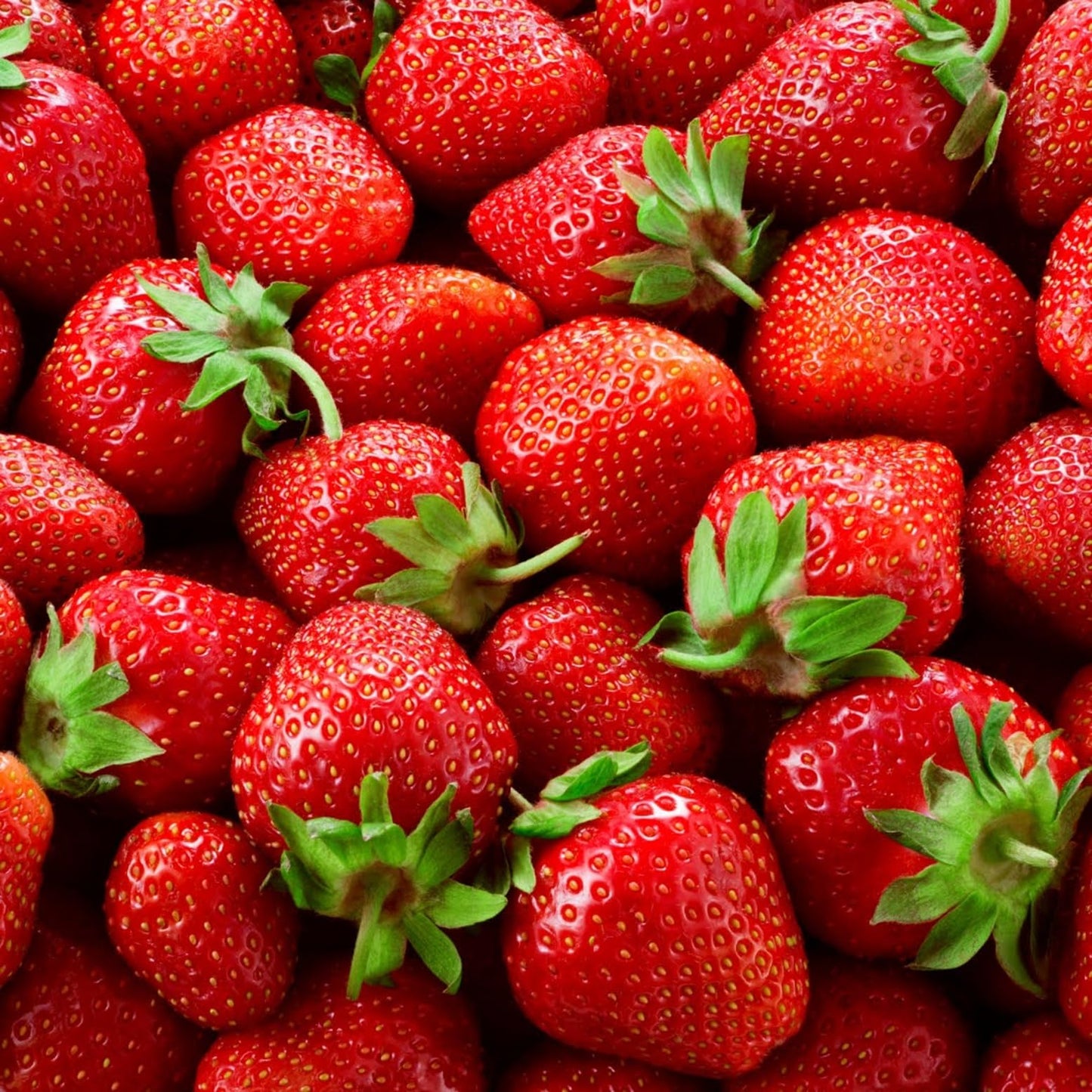 10 Sun Kissed Everbearing Strawberry Plants - Fruit Very Firm, Sweet, High Yields - 10 Live Well Rooted Plants