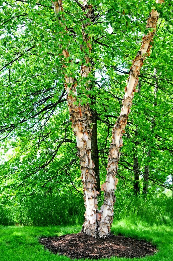 Live Plant - 3 River Birch Trees - 18-30" Tall - Live Plants - Bareroot - Betula nigra