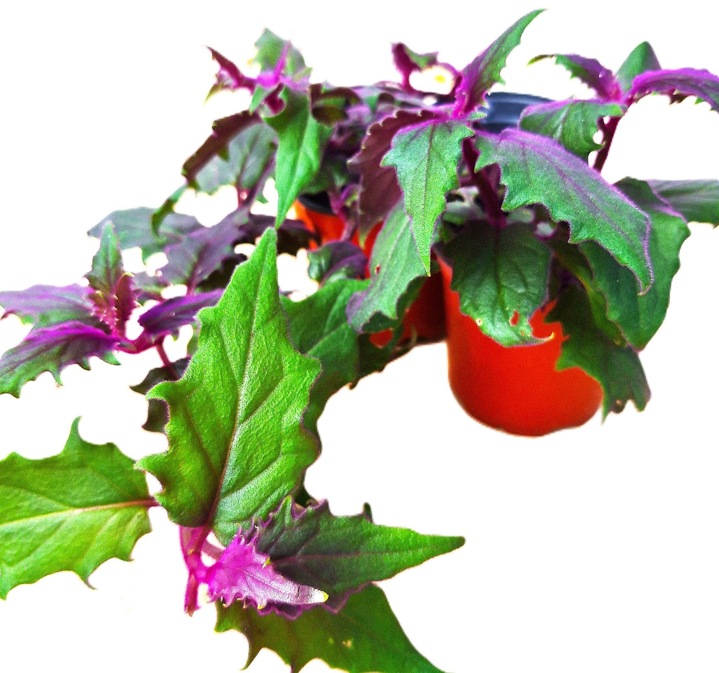 Gynura aurantiaca Exotic Purple Passion 4-6 inch Rooted Plant