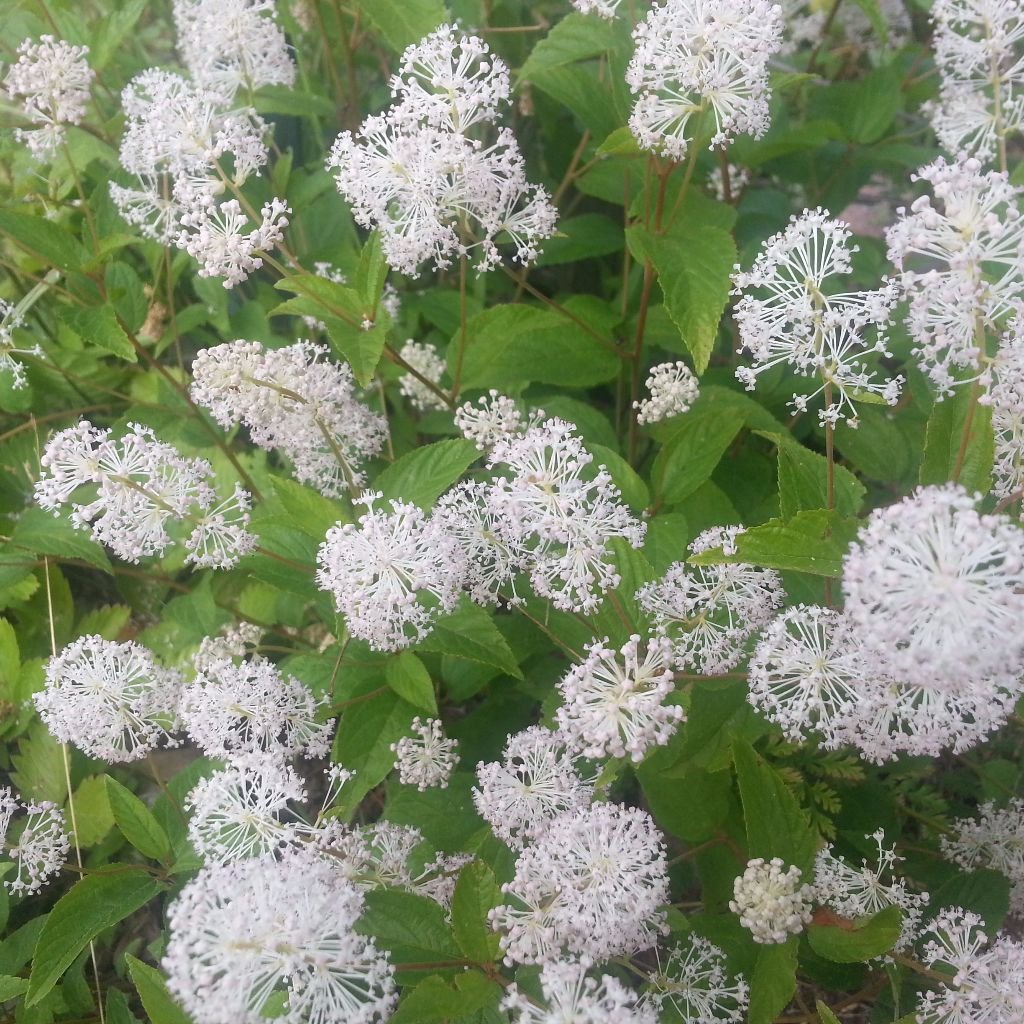 Palm Beach Medicinal Herbs - New Jersey Tea (Ceanothus americanus) - Packet of 20 Seeds