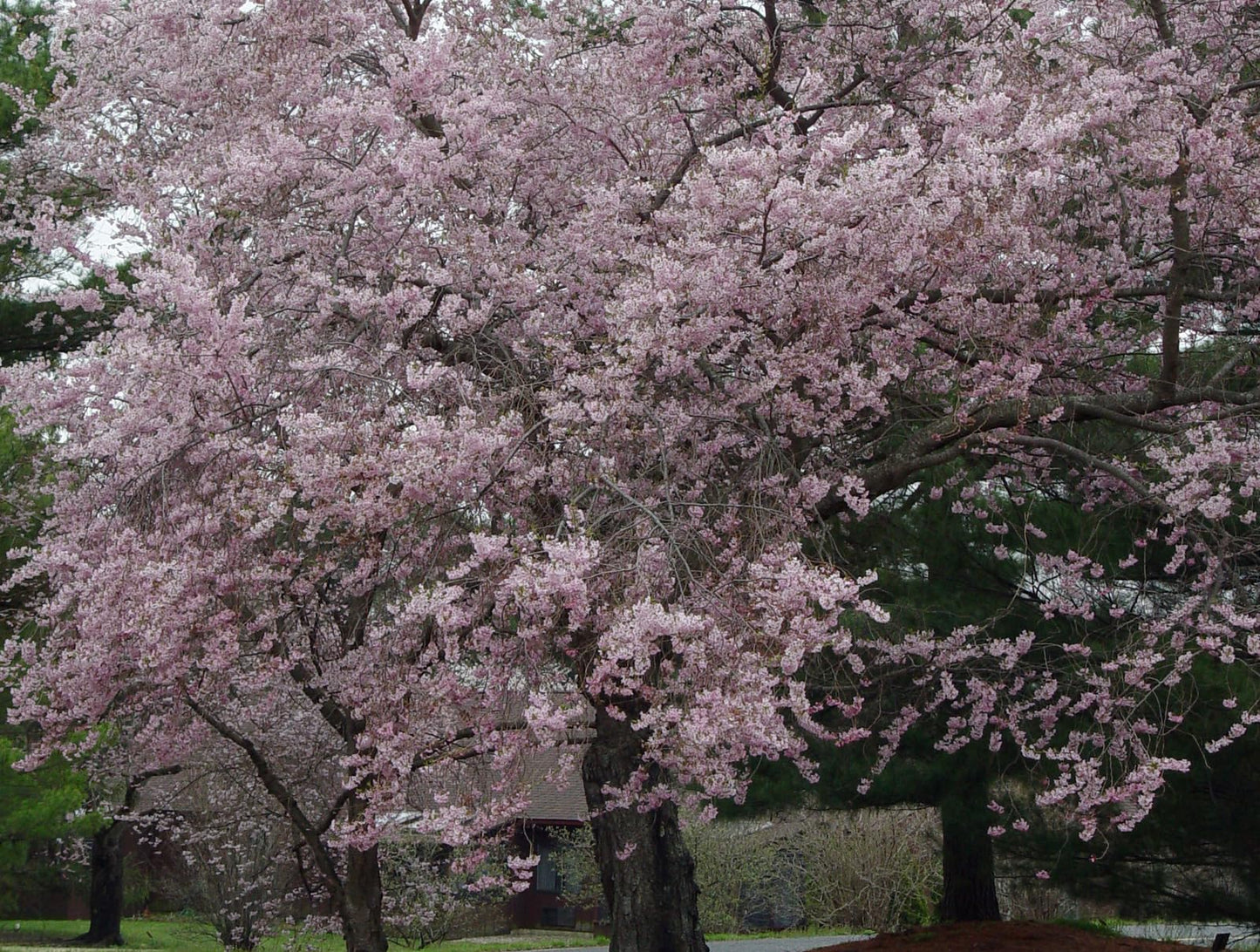 Live Plant - Autumnalis Flowering Cherry Tree - Live Plant - 6-12" Tall