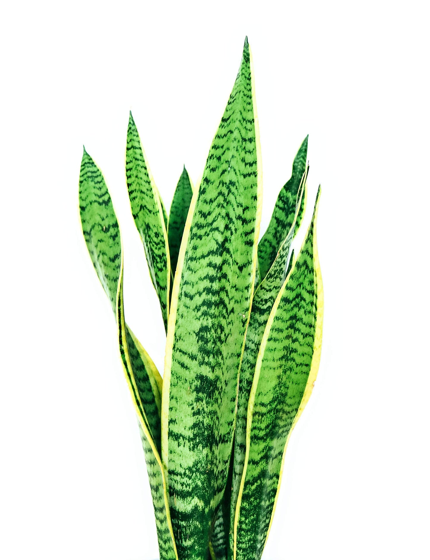 DirectPlants, Snake Plant, 3 Gallon, Vipers Bowstring Hemp, Sansevieria Trifasciata, Real Live Plant, Indoor/Outdoor,