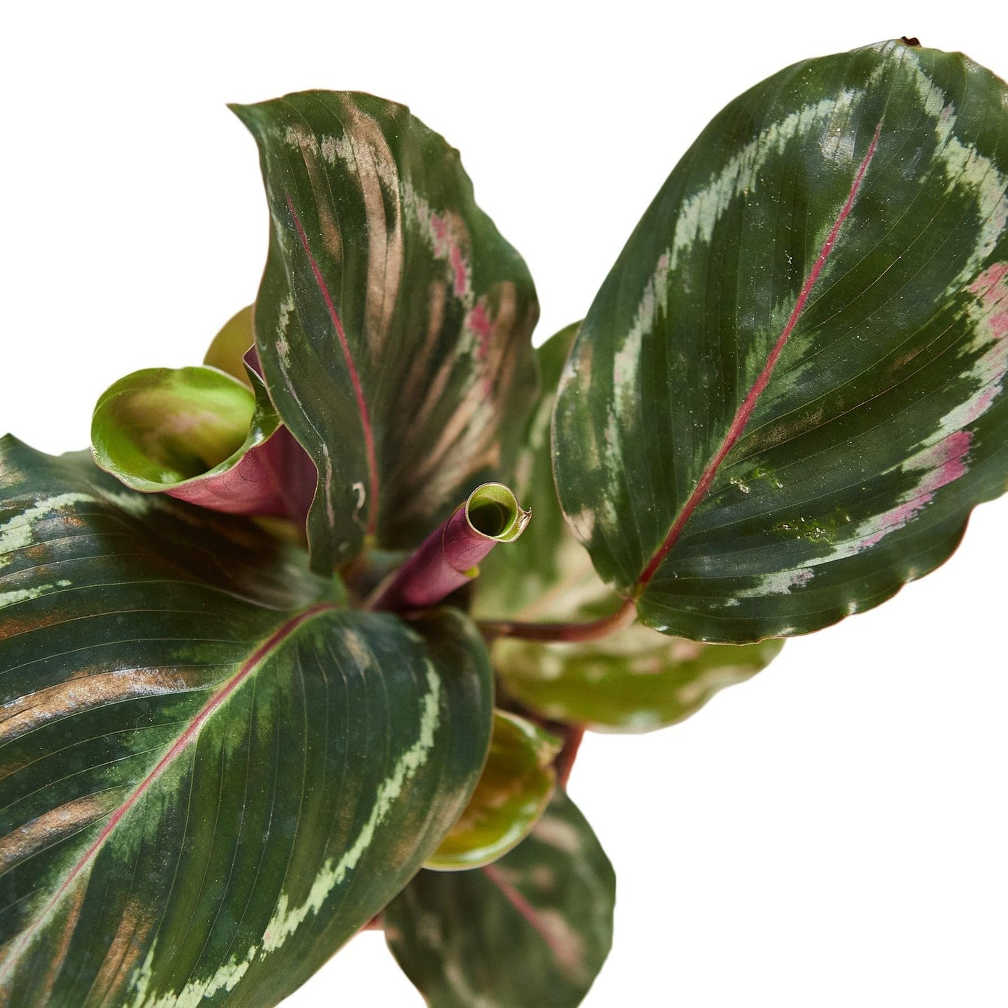 8 Pack Calathea Roseopicta 'Medallion' in 4in Pot - Live Plants Tropical Houseplants | Variegated | USA Growers | The Snobby Leaf