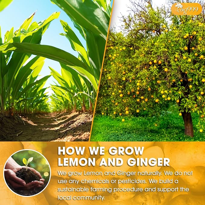 TOG999, Premium Lemon Ginger Tea Bags | 120 Tea Bags | Refreshing Herbal Blend with Bright Citrus & Warming Ginger | Naturally Caffeine-Free | 100% Plant-Based, Sustainably Sourced Herbal Tea