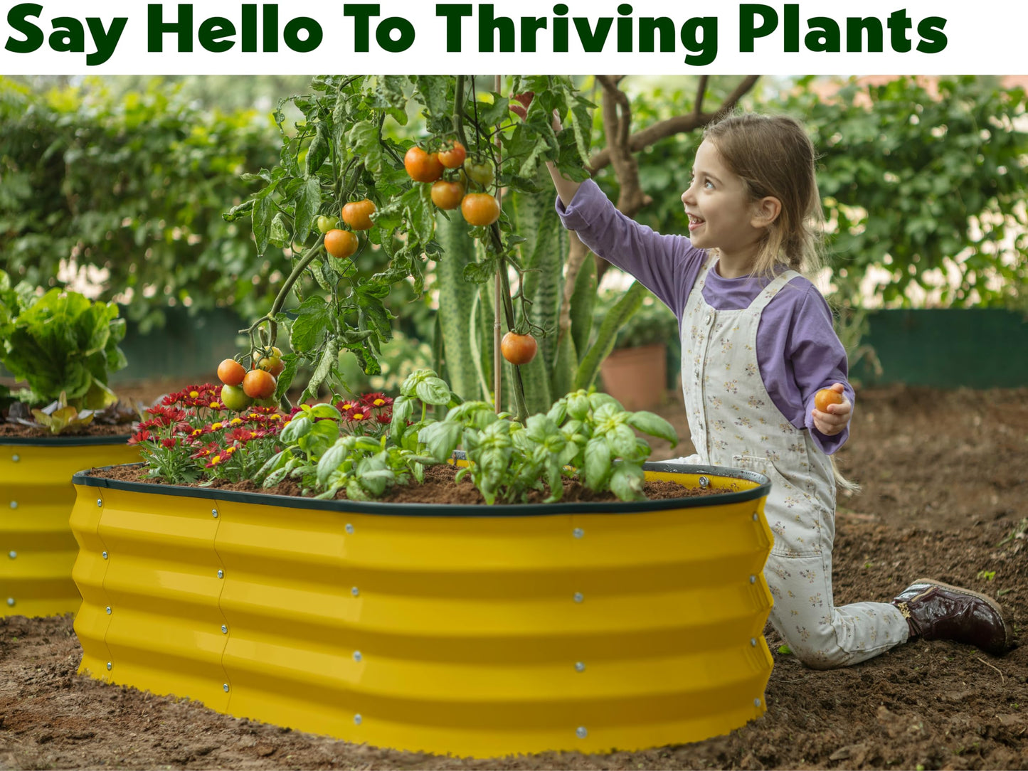 Plant & Plot Galvanized Raised Garden Beds Outdoor // 4×2×1 ft Planter Raised Beds for Gardening, Vegetables, Flowers (Yellow) // Large Metal Garden Box