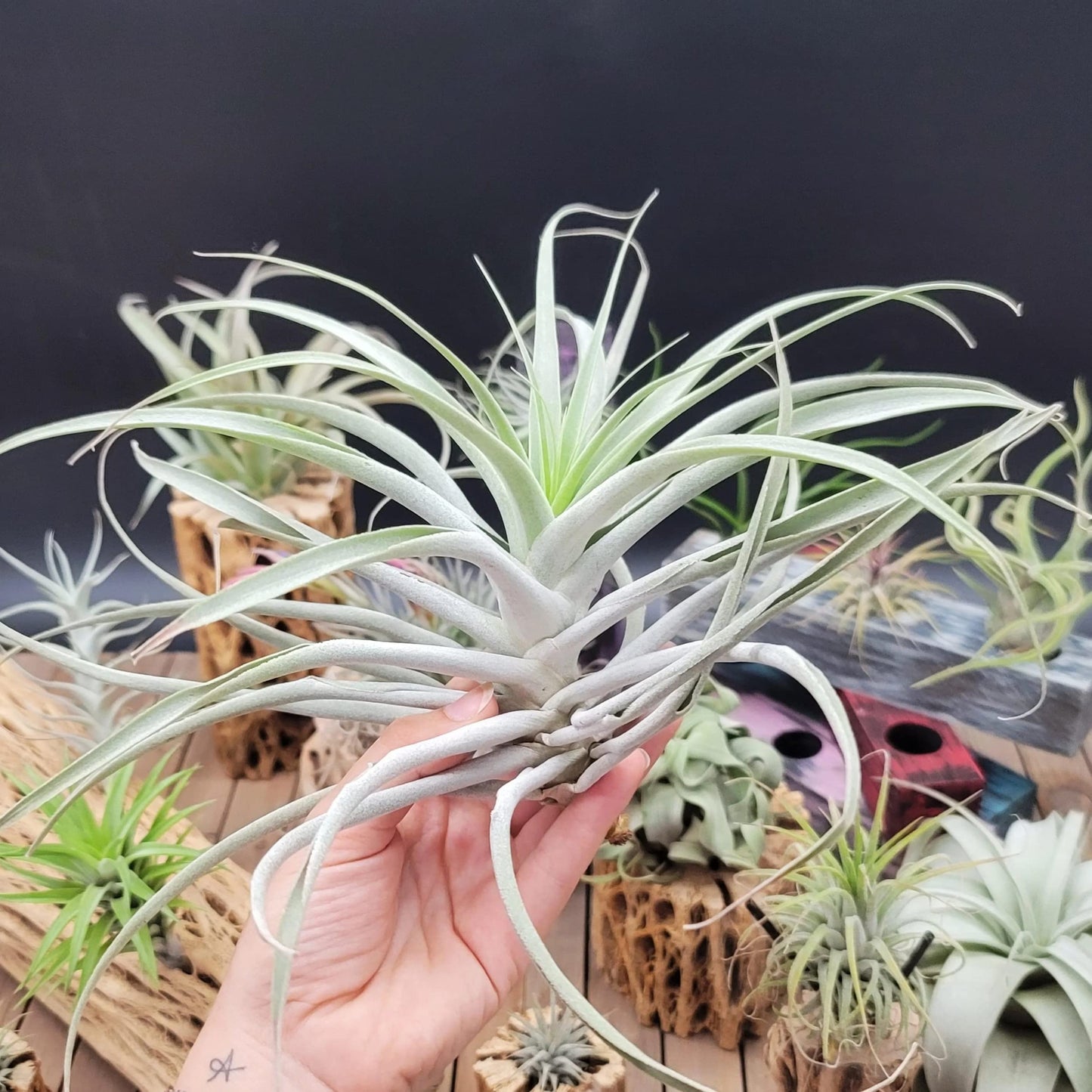 Tillandsia Cacticola Large