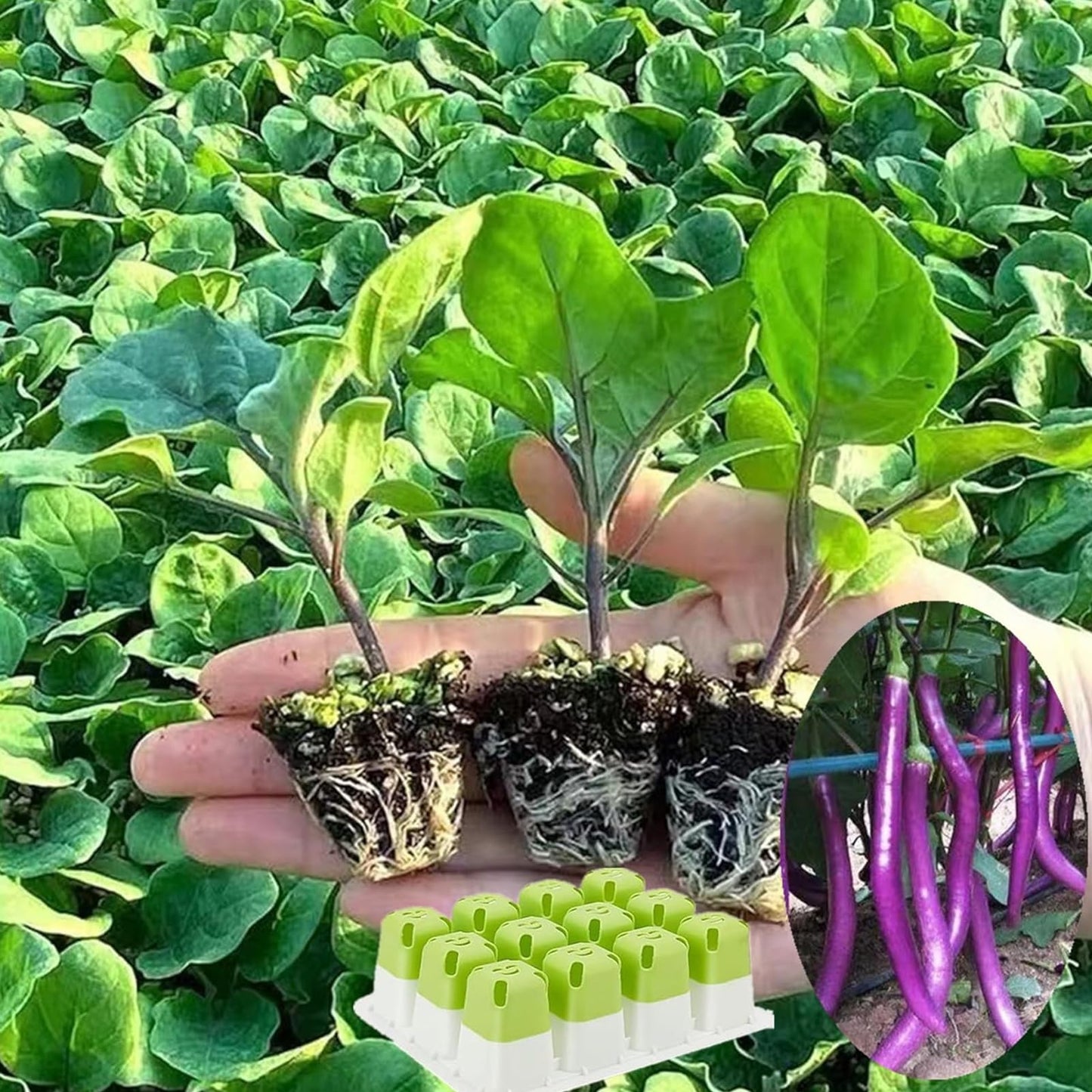 cdmoke Seed Starter Tray, Seed Starting Trays with Adjustable Ventilation Humidity Planting Pot Plant Starter Kit Greenhouse Propagator Biodegradable Seedling Germination Trays Xmas (Green)