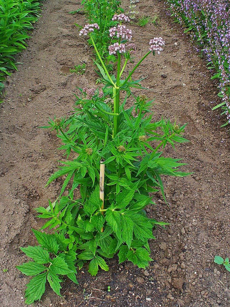 Live Valerian Plant - (Valeriana officinalis)