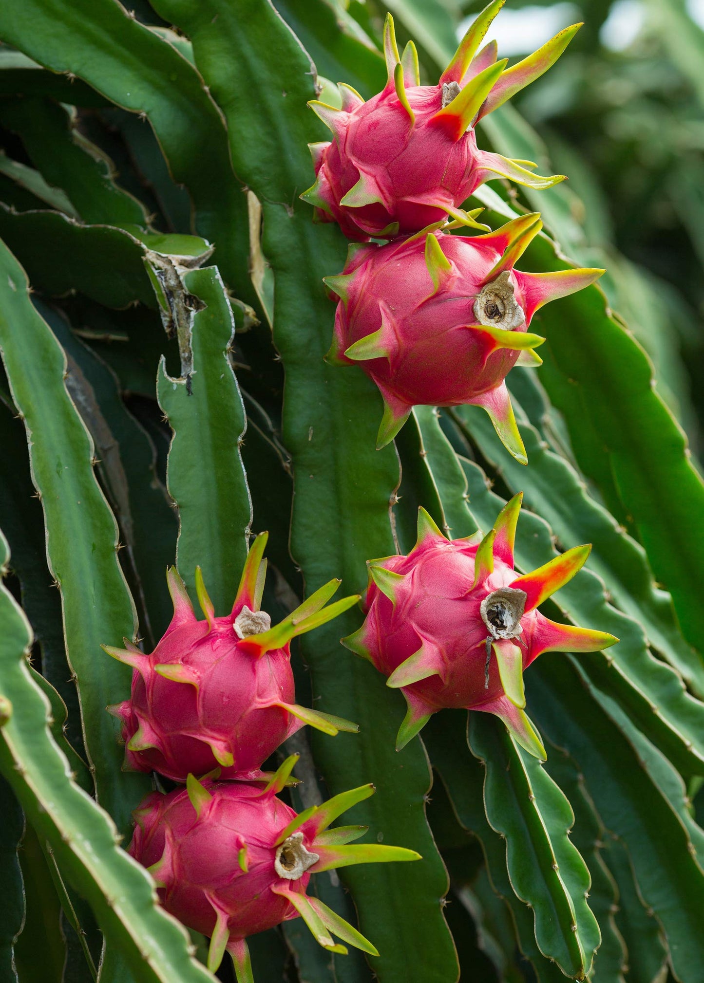 Dragon Fruit Plant Live Pitaya Pitahaya Vietnamese Outdoors 1 Plant Rooted