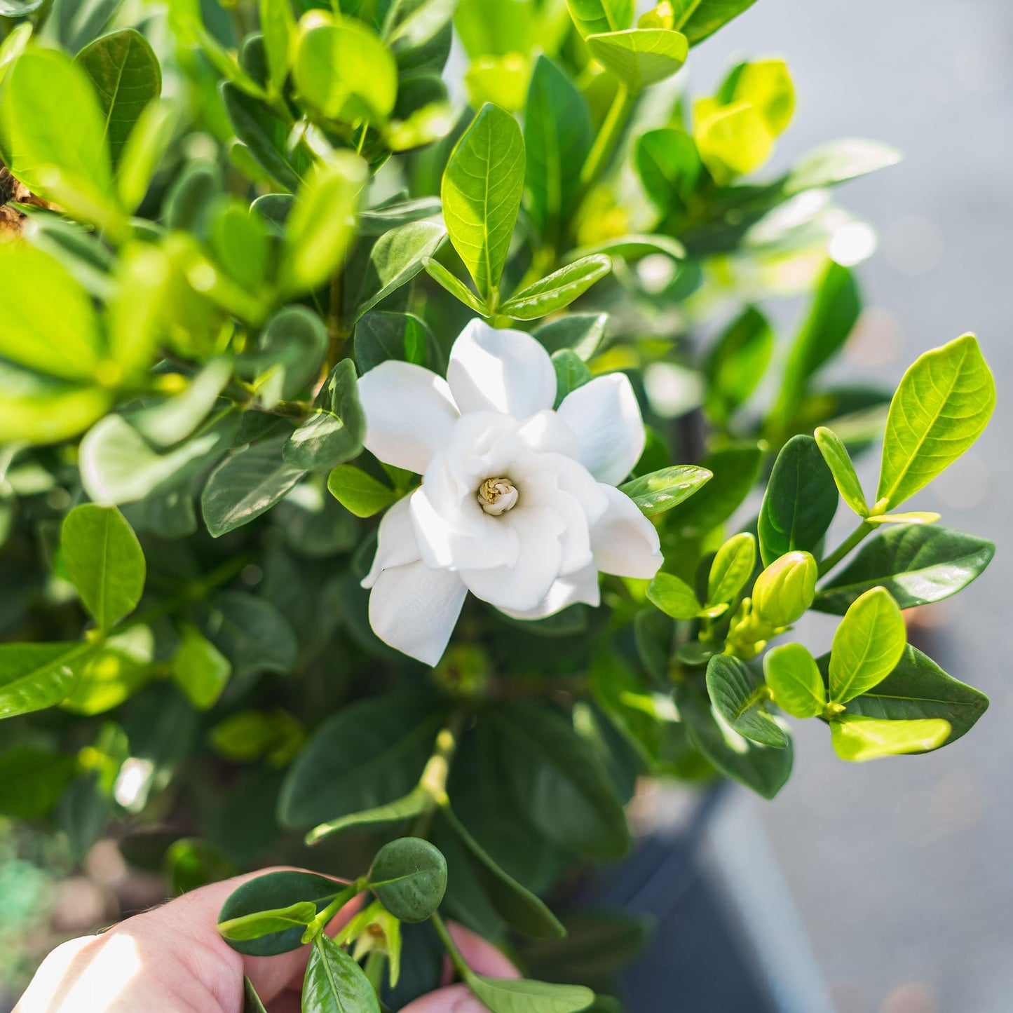 Perfect Plants Buttons Gardenia Shrub 1 Gallon | Live Plant for Landscaping | Fragrant White Flowers