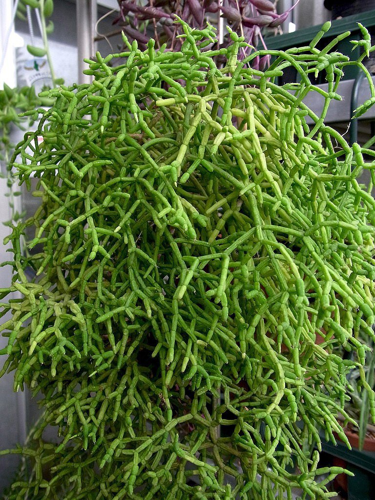 Drunkard's Dream Cactus/Spice Cactus - Rhipsalis - 2" Pots 2 Pack