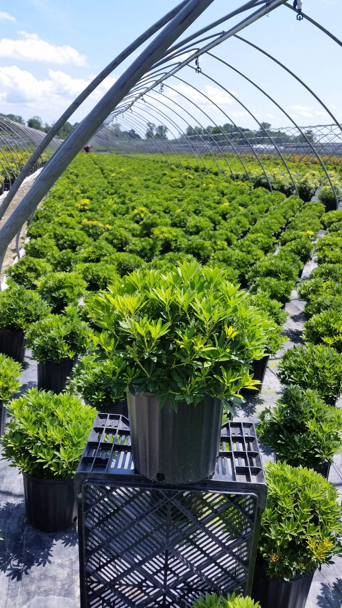 Pieris jap. 'Cavatine' (Cavatine Dwarf Andromeda) Evergreen, #2 - Size Container