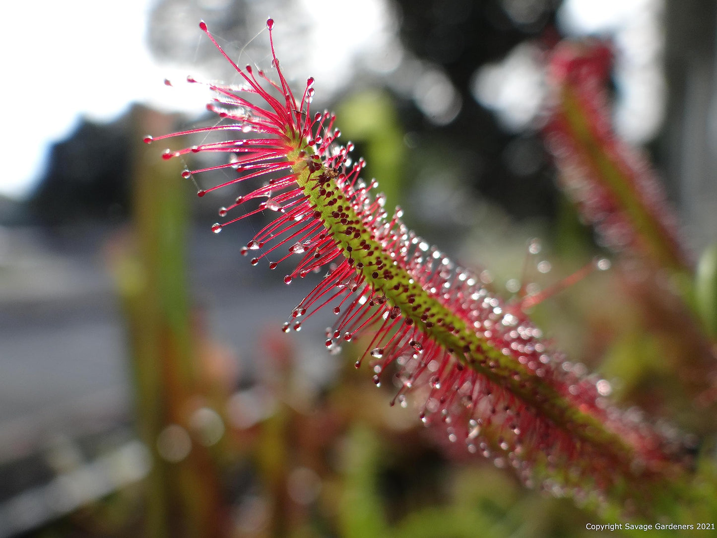 Large Carnivorous Cape Sundew (Drosera capensis Typical) Plant, Beginner Friendly Large Live Flowering Size