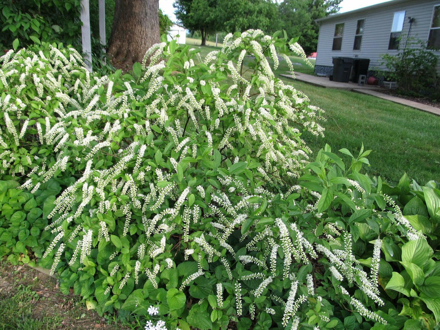 Live Plant - 2 Virginia Sweetspire Shrubs - 6-12" Tall, 4" Pot - Itea virginica Henrys Garnet