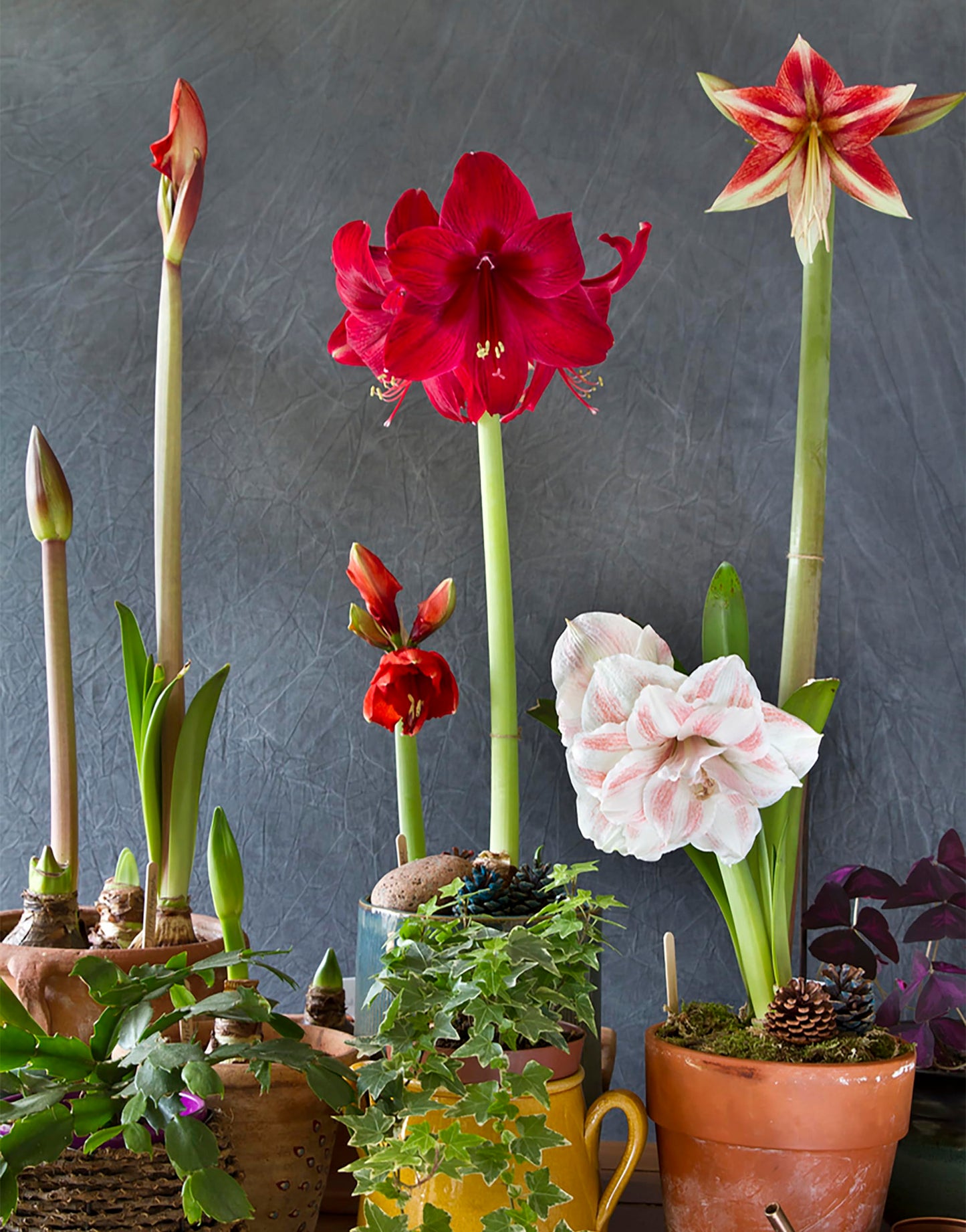 Huge Red Lion Amaryllis 36 cm.| Bare Root Bulb | 2-3 Stalks with Bold Red Flowers | Ideal for Indoor & Outdoor Planting | Stunning Floral Display