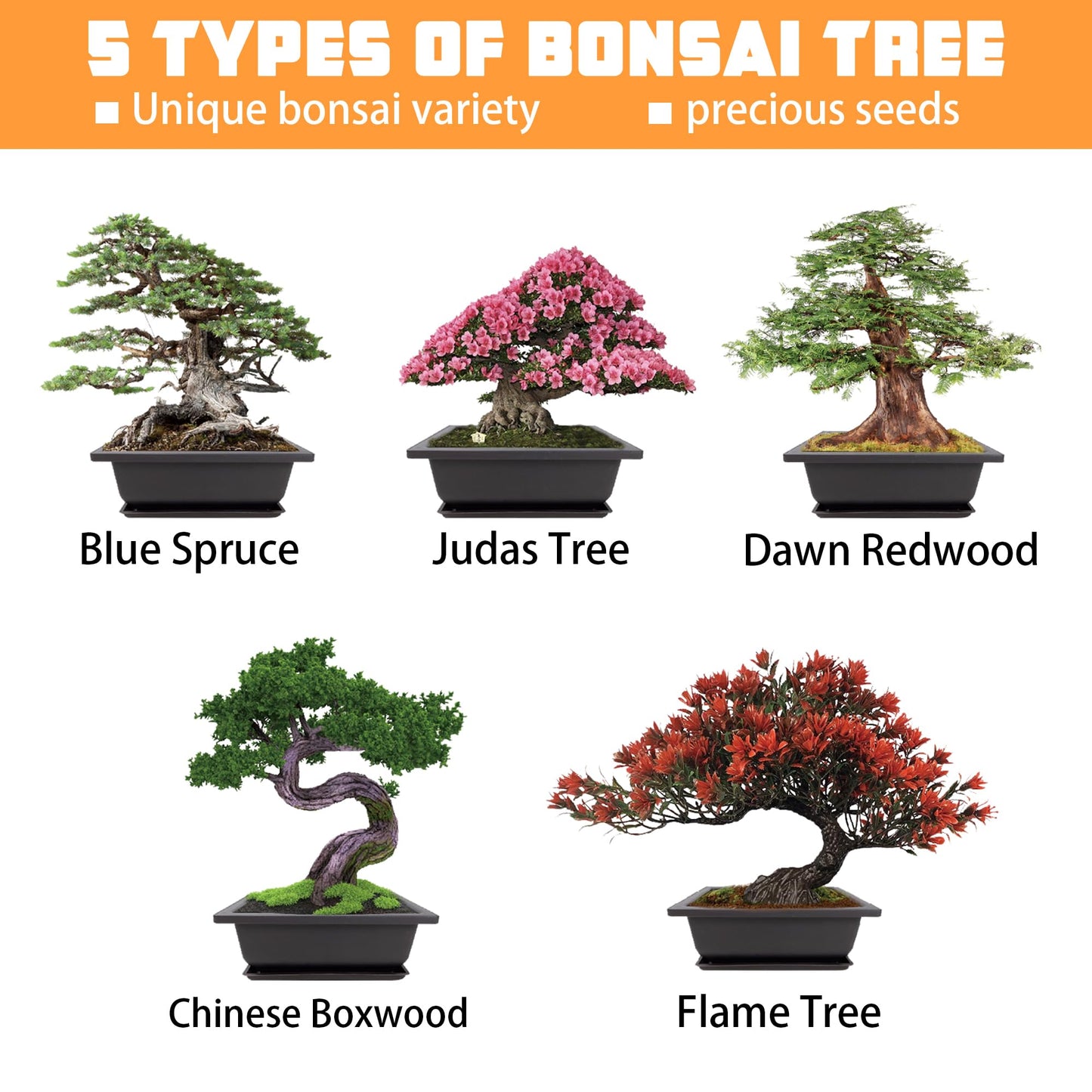 Sproutix Bonsai Starter Kit, Growing into Blue Spruce, Boxwood, Dawn Redwood, Flame Tree and Judas Tree, Including Complete Gardening Tools in A Gift Box