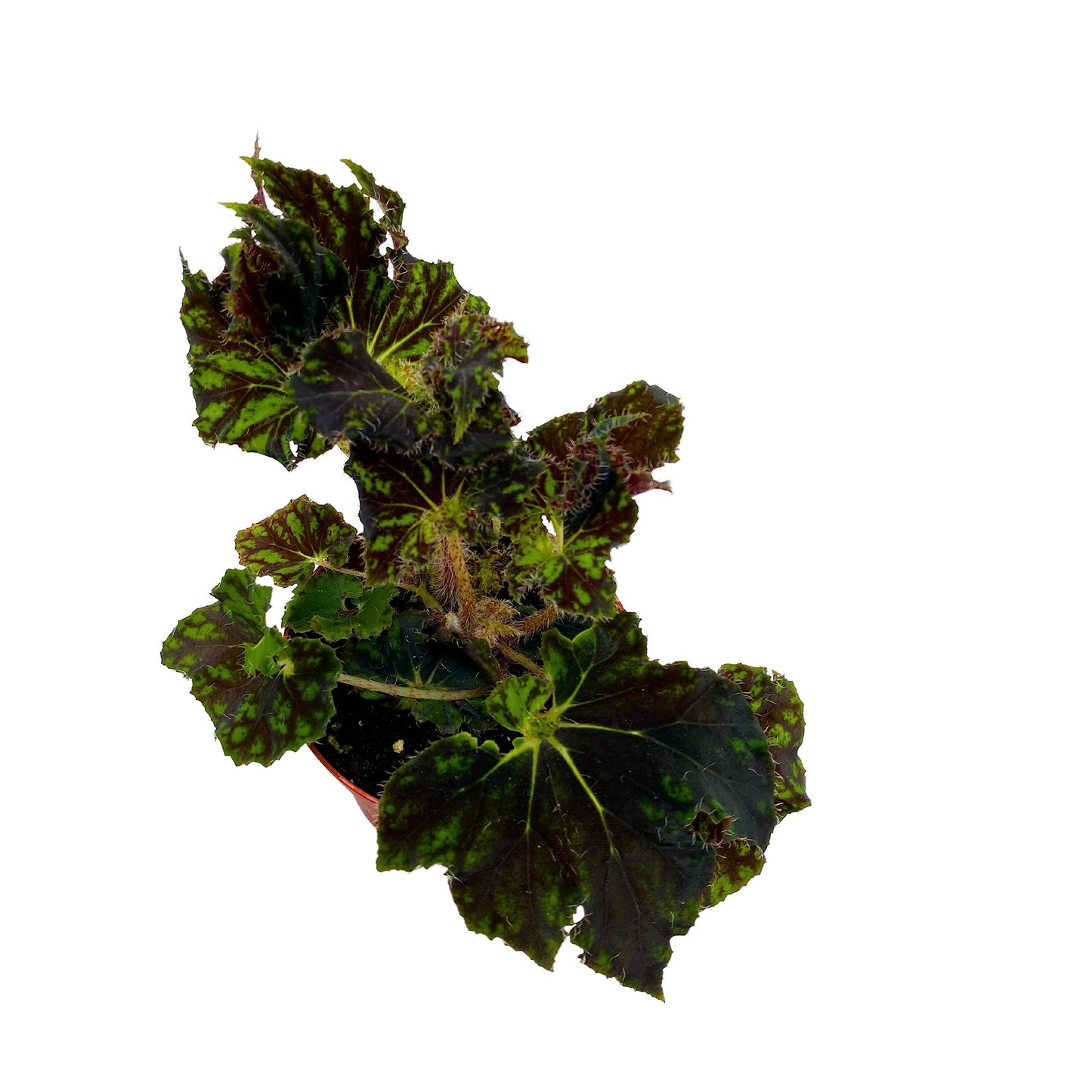 BubbleBlooms Harmony's Unique Begonia Rhizo in 4 inch Pot Rare