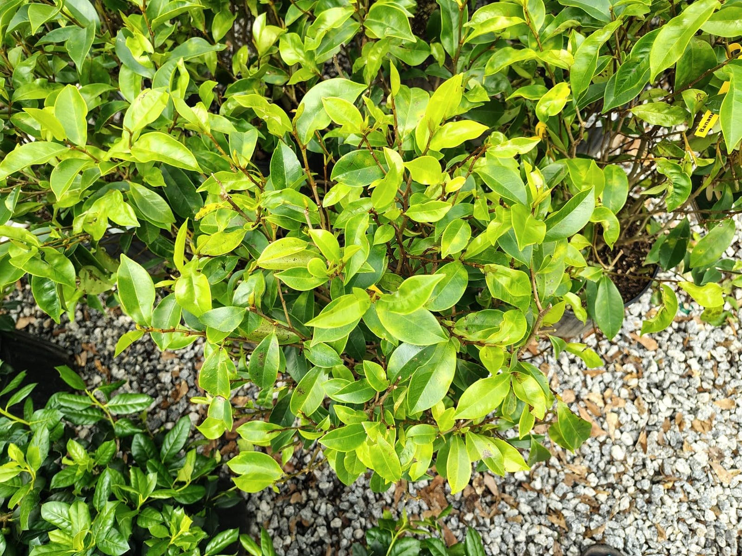 Live Plant - Banana Shrub (Michelia Figo) - Live Plant - 3 Gallon Pot
