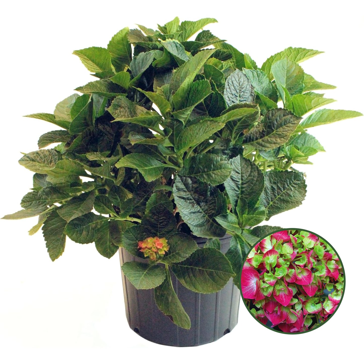 Hydrangea Lime Lovebird Shrub - Spring & Summer Blooming Live Pink and Green Flowers for Gardens in 2 Gal Pot - 3-4' x 3-4' Flowering Shrubs w/Moderate Watering Needs (1 Count)