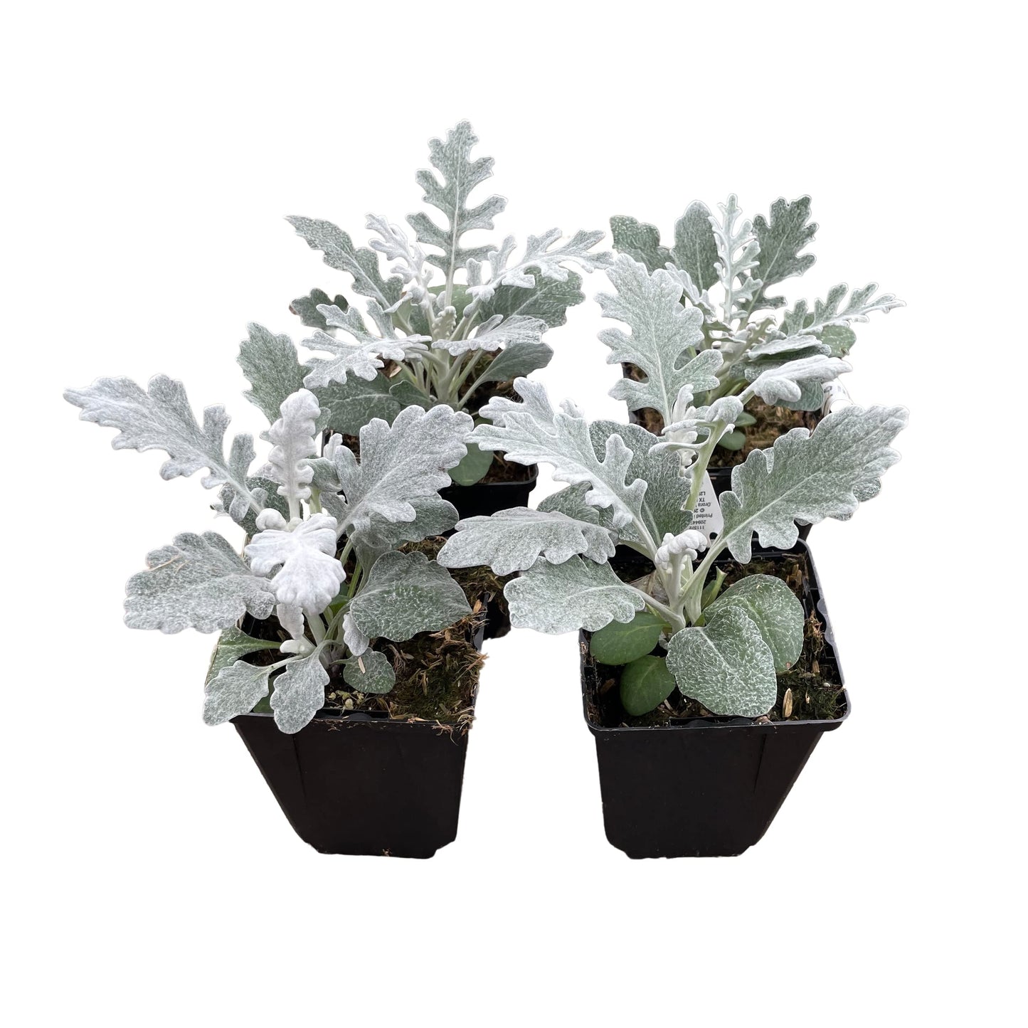 Live Spring Dusty Miller - 4 Plants Per Pack - 6" Tall by 4" Wide in 1 Pint Pot