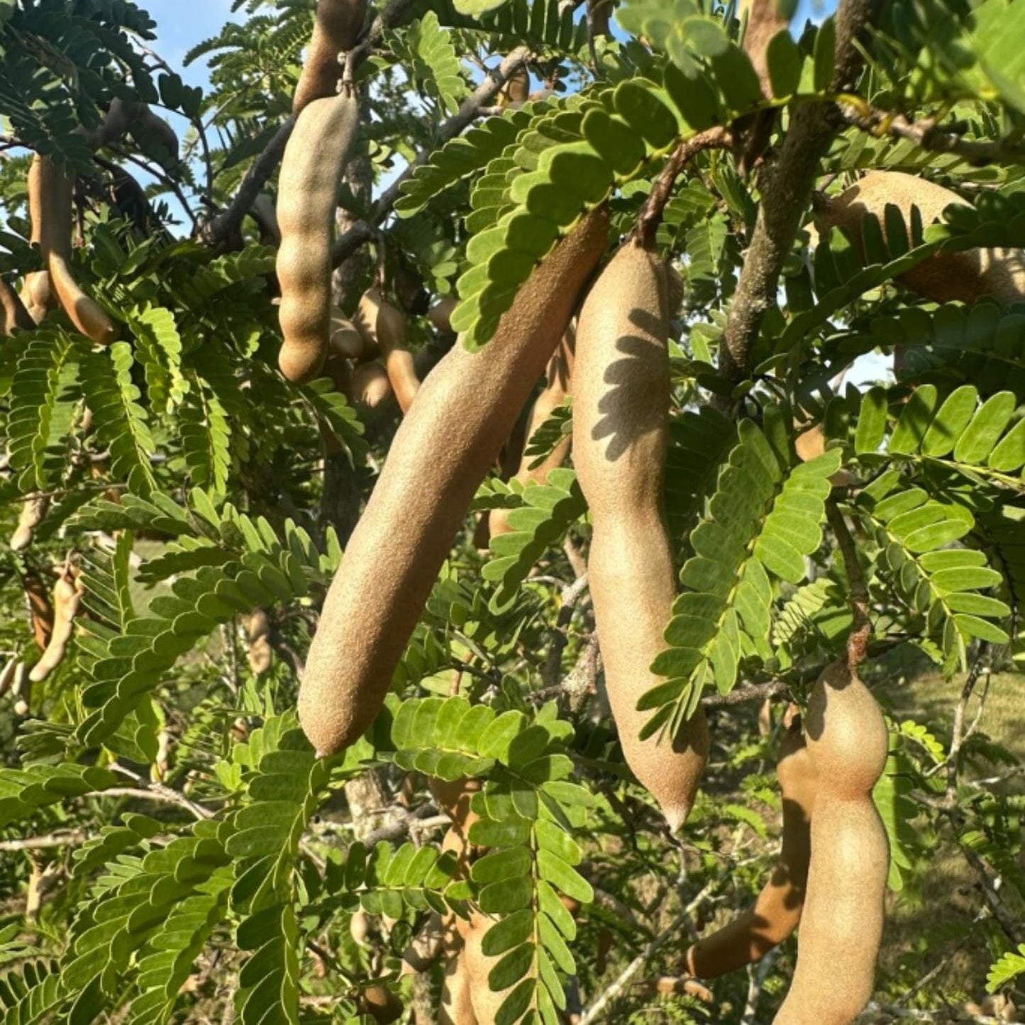 Live Tamarind Tree Plant, Edible Tropical Fruit Tree, 2-3 Ft Tall, Perennial Tropical Fruit Tree for Garden