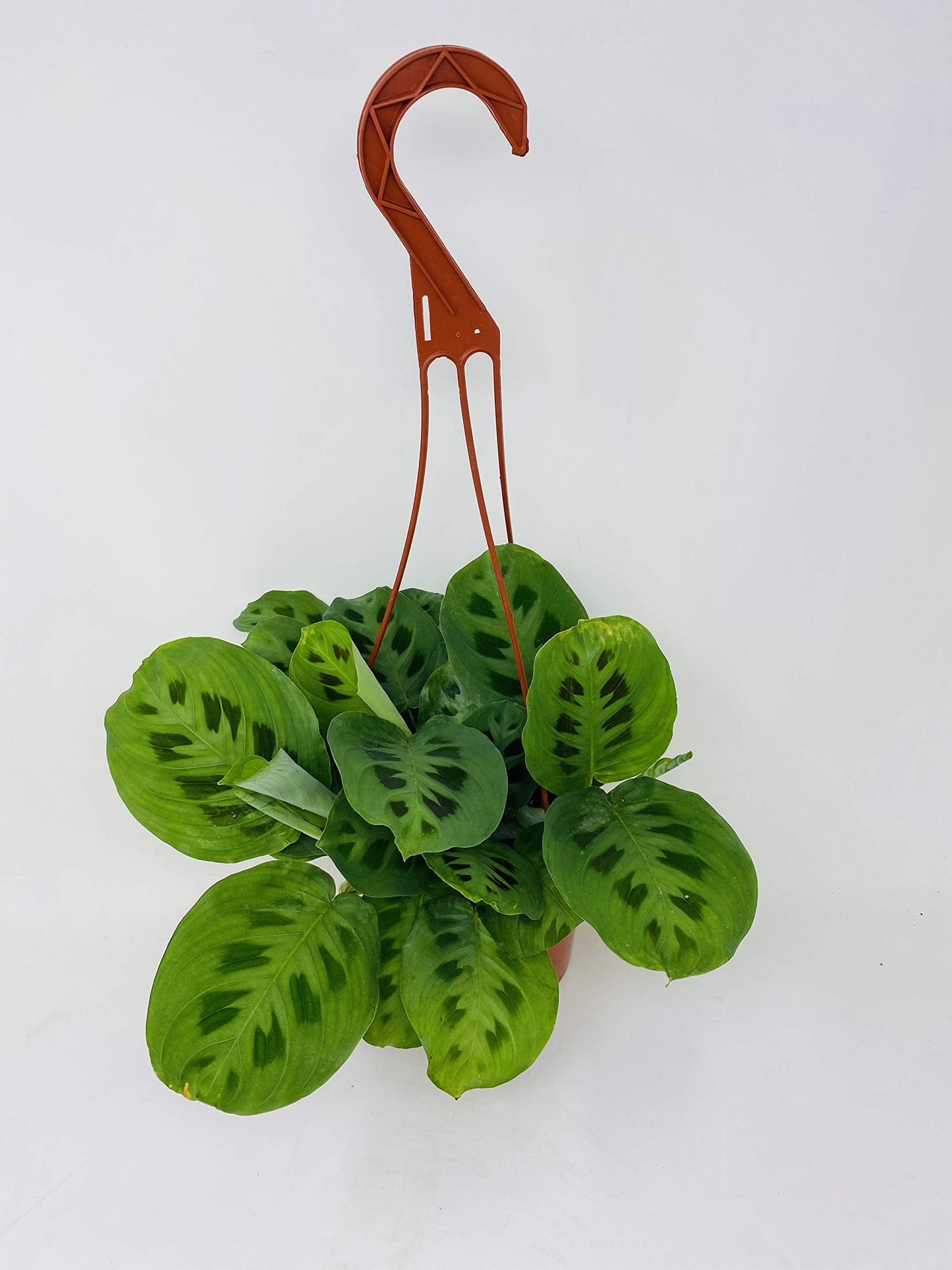 Jmbamboo-Green Prayer Plant - Maranta - Easy to Grow - 6" Hanging Basket