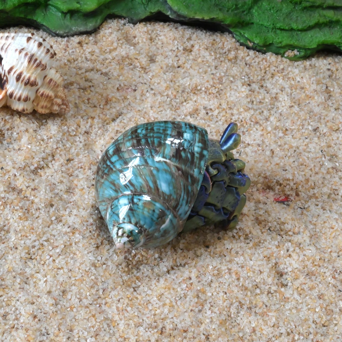 2pcs Medium Hermit Crab Shells, M Size Opening 1", Natural Sea Conch, Turbo Seashells for Hermit Crab Supplies and Beach Aquarium Decoration Sea Shell (2pcs Green, M)