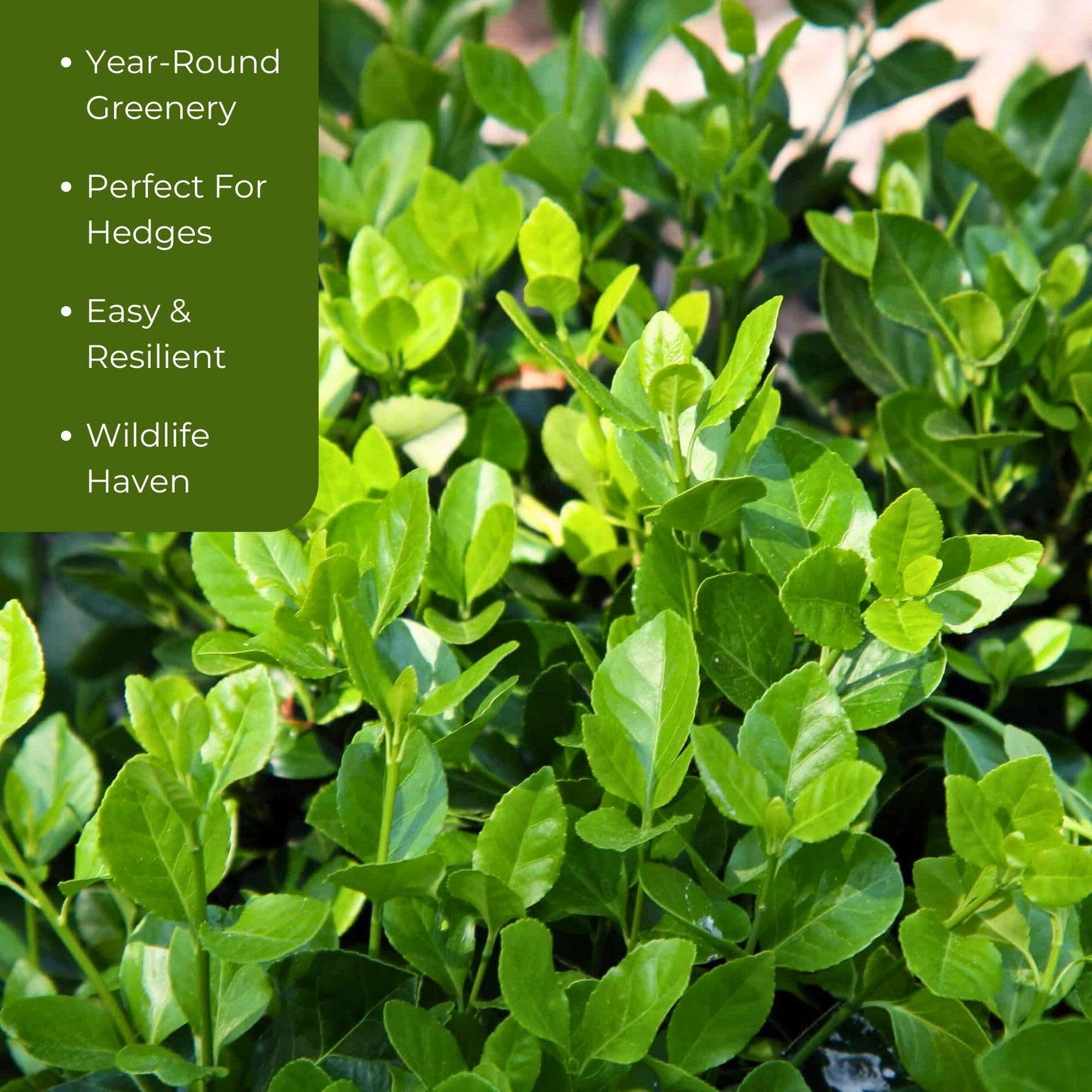 6 Live Manhattan Euonymus Plants (Euonymus Kiautschovicus ‘Manhattan’) – Evergreen Shrub for Hedges, Thriving in 2.5” Nursery Cubes