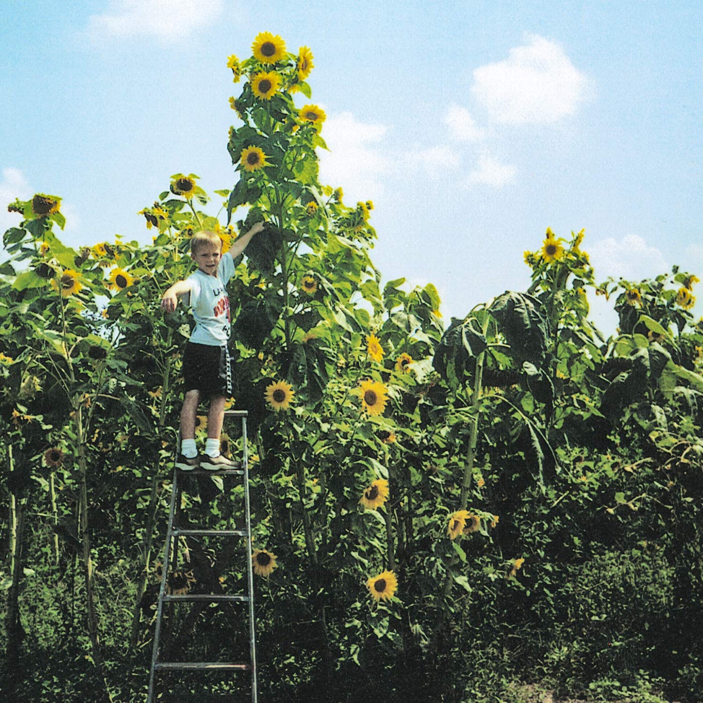 Skyscraper Sunflower Seeds - Giant Yellow Flowers That Bloom All Summer Long - 50 Seeds per Packet