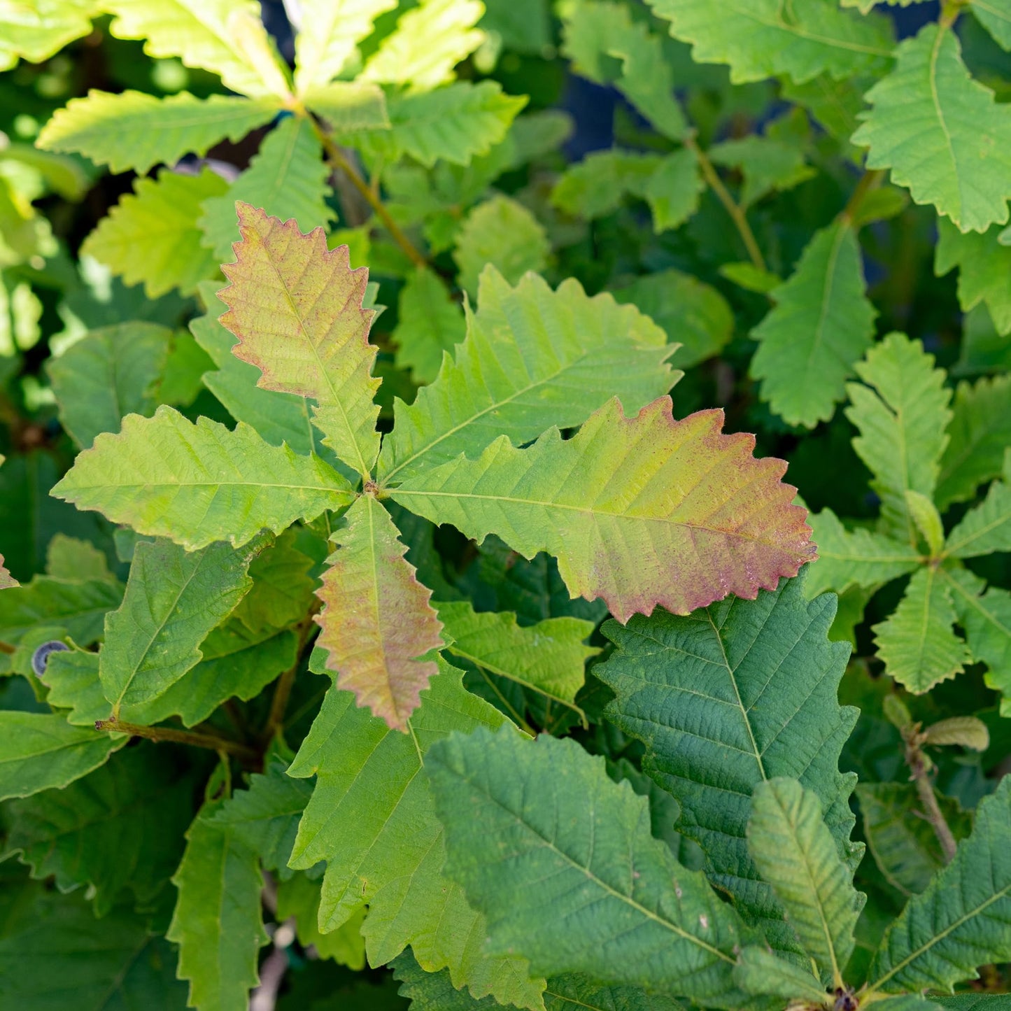 Perfect Plants Swamp Chestnut Oak Tree 1 Gallon | Live Tree for Landscaping | Shade & Privacy Features