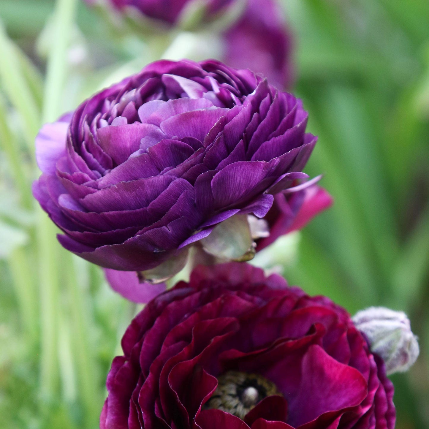 Easy to Grow Ranunculus Tecolote Purple 10 Flower Bulbs - Spring Purple Blooms in Sun, Carlsbad Flower Fields, Great for Cutting