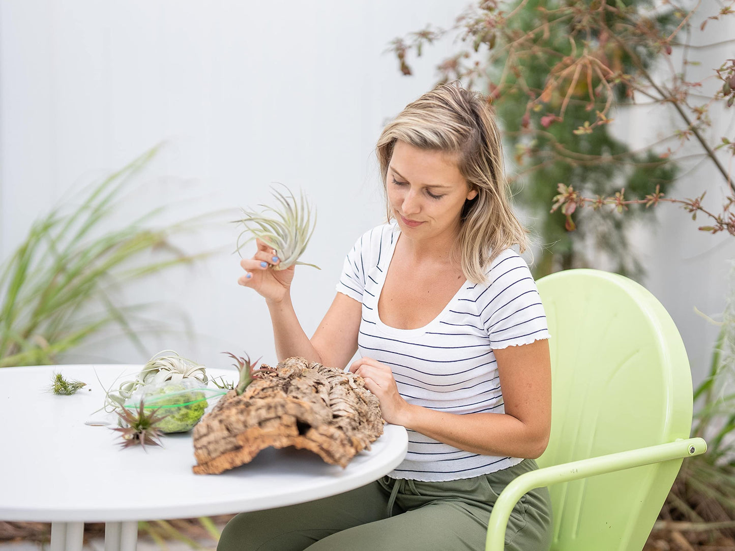 Large Natural Cork Bark DIY Kit with Five Assorted Air Plants, Glue and Hook - Live Tillandsia Succulent House Plant - Wholesale and Bulk - Easy Care Indoor and Outdoor Plants