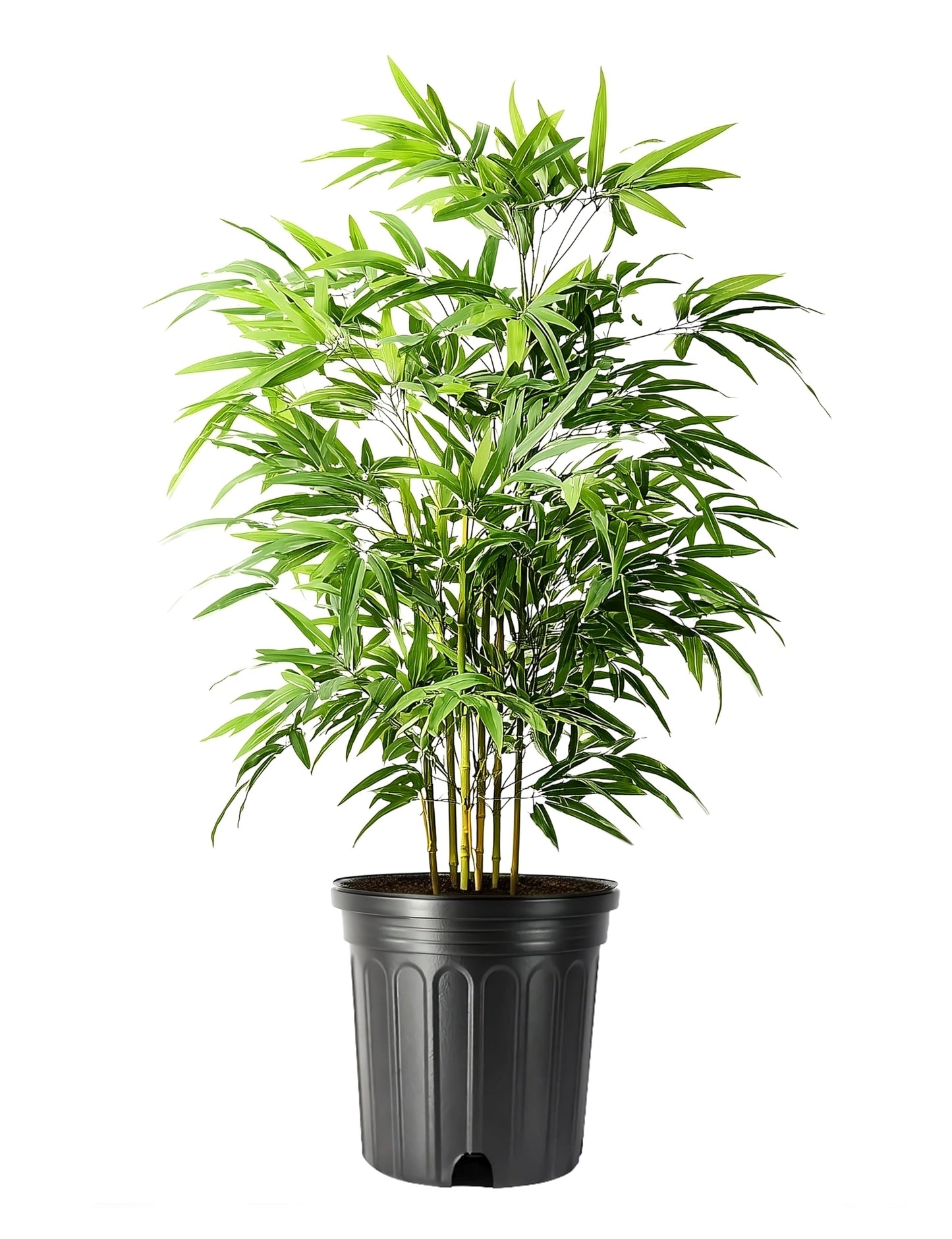 Bamboo Green Hedge | 2 Extra Large Trade 3 Gallon Plant | Bambusa multiplex | Upright Clumping Bamboo | Fast Growing Privacy Hedge Windbreak Gardens Borders Beds Walkways Decorative Accent Outdoor