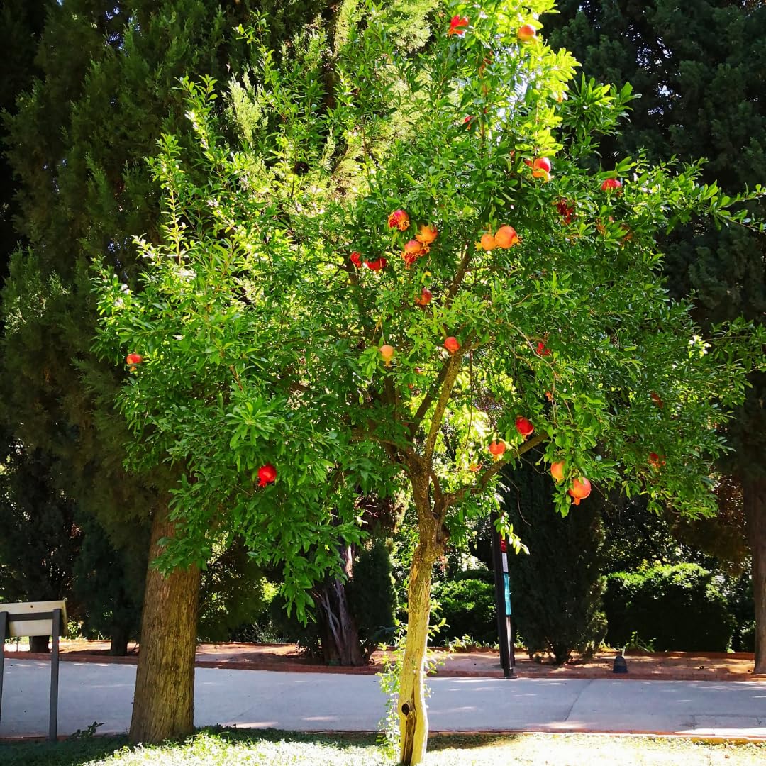 Sweet Pomegranate Tree Live Plant, 4" Potted Cold Hardy, Seedlings Pomegranate Tropical Flavor Fruit for Spring Planting
