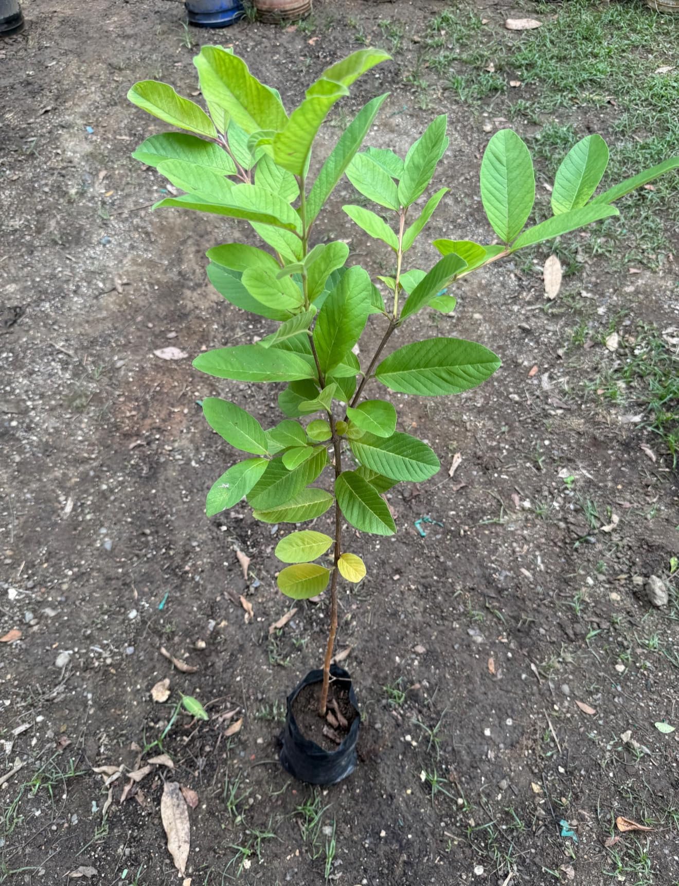 Giant Ruby S u p r e m e Guava(Psidium guajava) Guayaba Live Fruit Tree (3-4ft) Rare