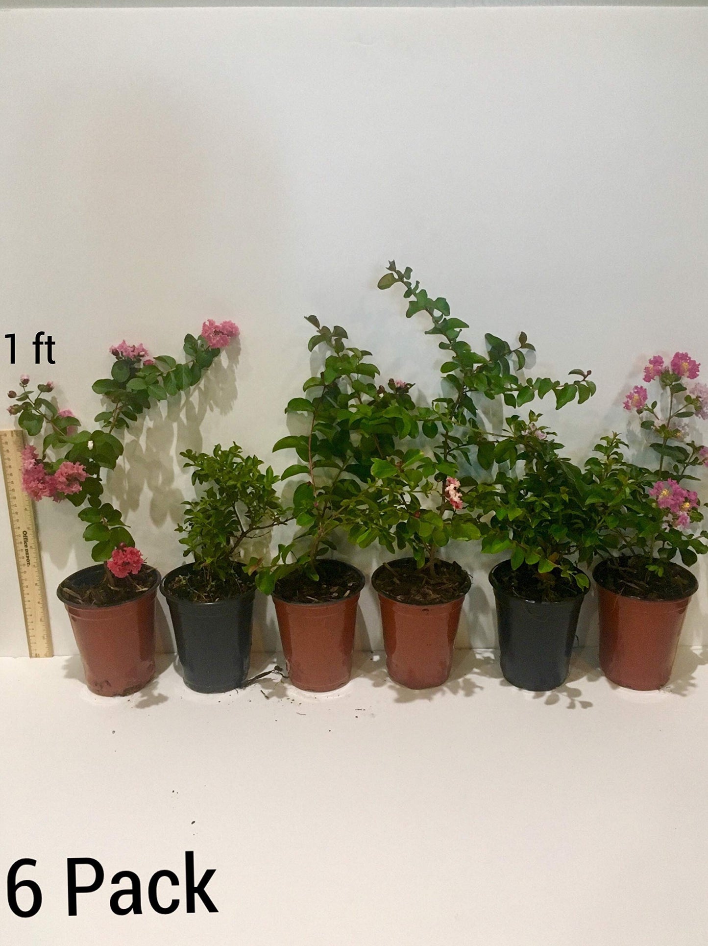 Sioux Crepe Myrtle Trees - Pink Blooms - Quart Containers - FIBROUS Root System - Grown by Crape Myrtle Guy - Live Plants - 1 Foot Tall (9)