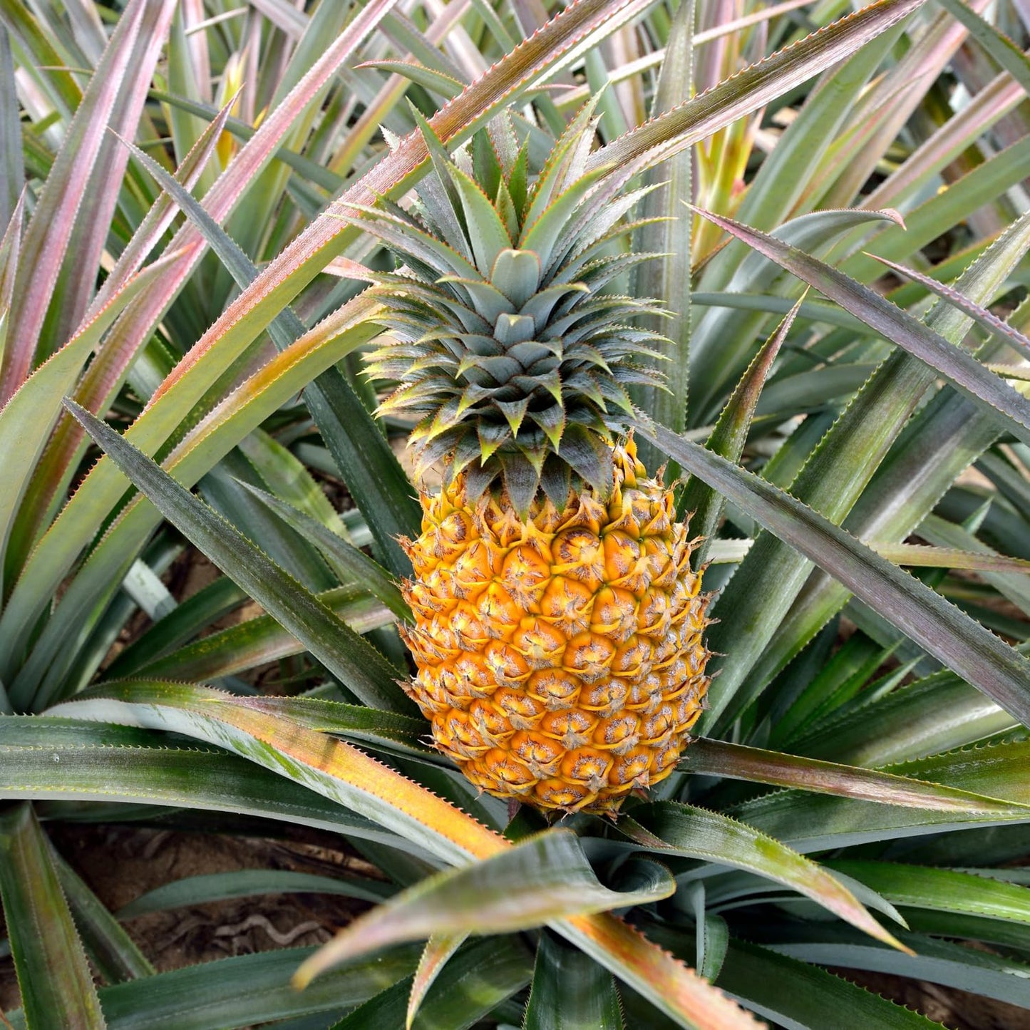 2 Sugarloaf Pineapple Plants, Pineapple Plants Live for Planting, Sweet Pineapple Starters Plant for Home Garden and Containers