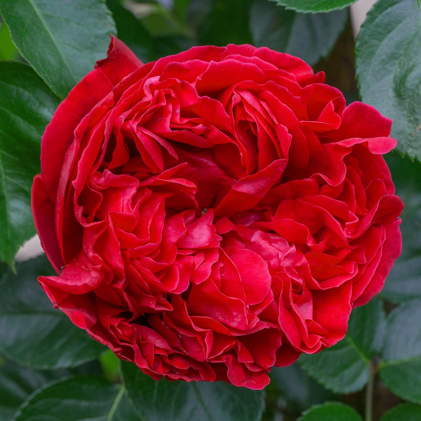 Red Eden Climbing 1.5 Gal Rose Plant Live, Fragrant Reblooming Red Flowers, Own Root Climber for Arbor, Trellis, Fence or Screening, Stargazer Perennials