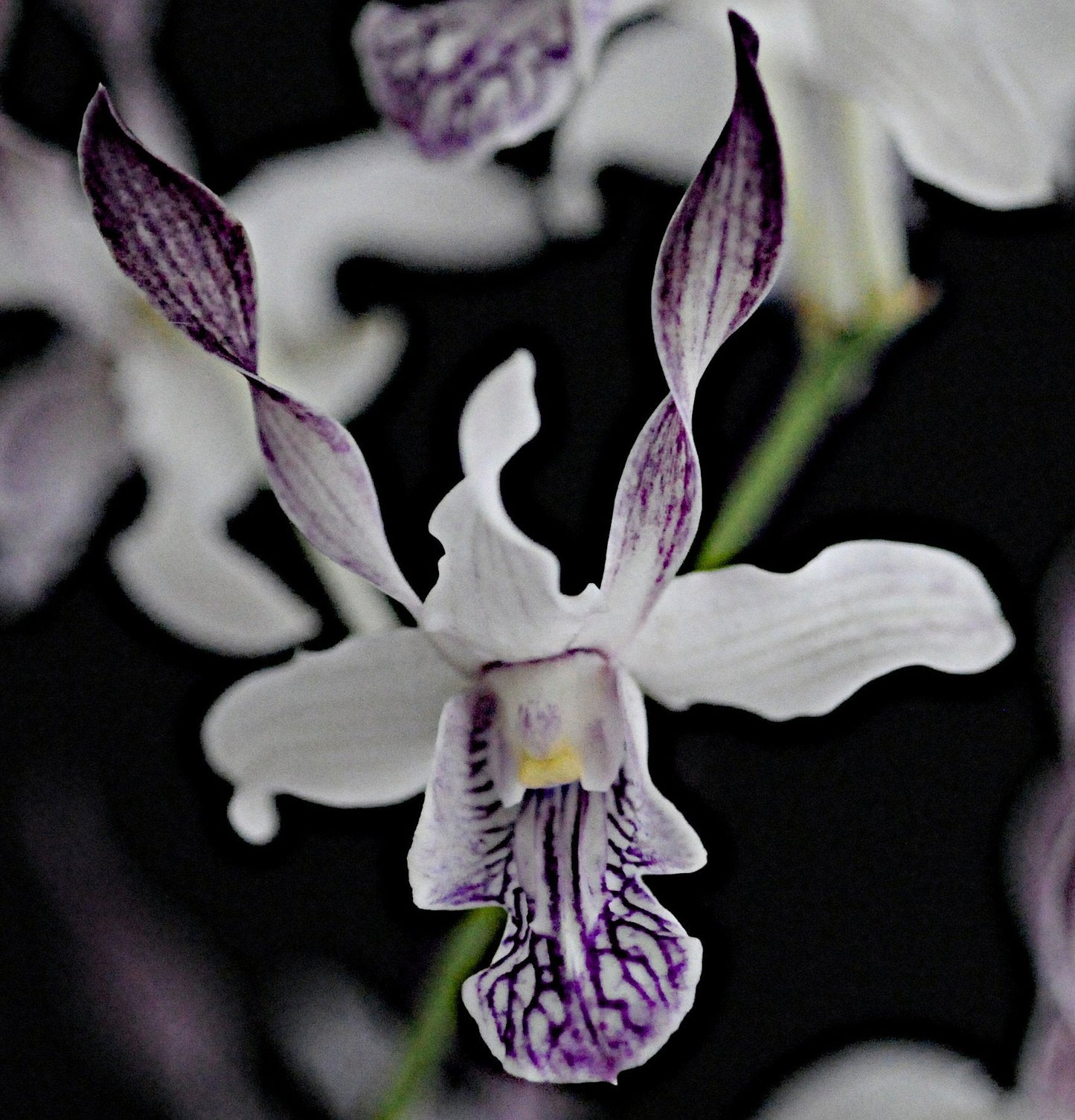 4 Live Orchid Plants to Choose (Dendrobiums)
