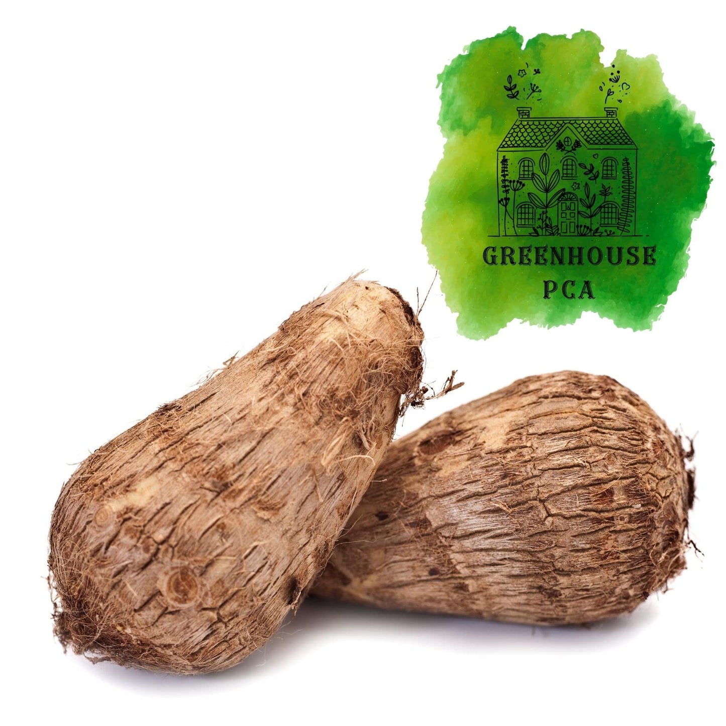 Ready 2 Grow 2 Live Bulbs Colocasia Esculenta Elephant Ear Taro Gabi Kalo Eddo by Greenhouse PCA
