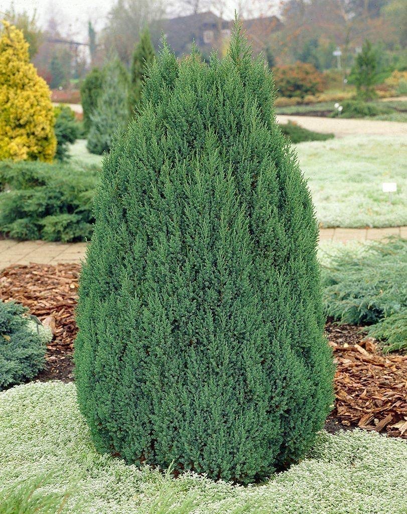 Spiny Greek Juniper | 1 Live 4 Inch Pot | Juniperus Chinensis | Drought Tolerant Cold Hardy Evergreen Screening Plants